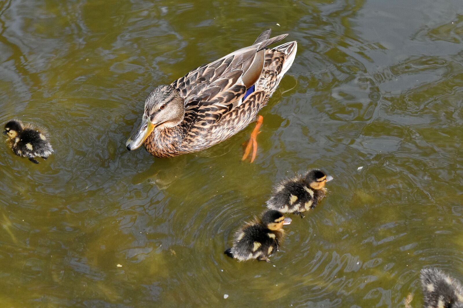 Nikon D5500 sample photo. Aquatic bird, duckling, duck photography