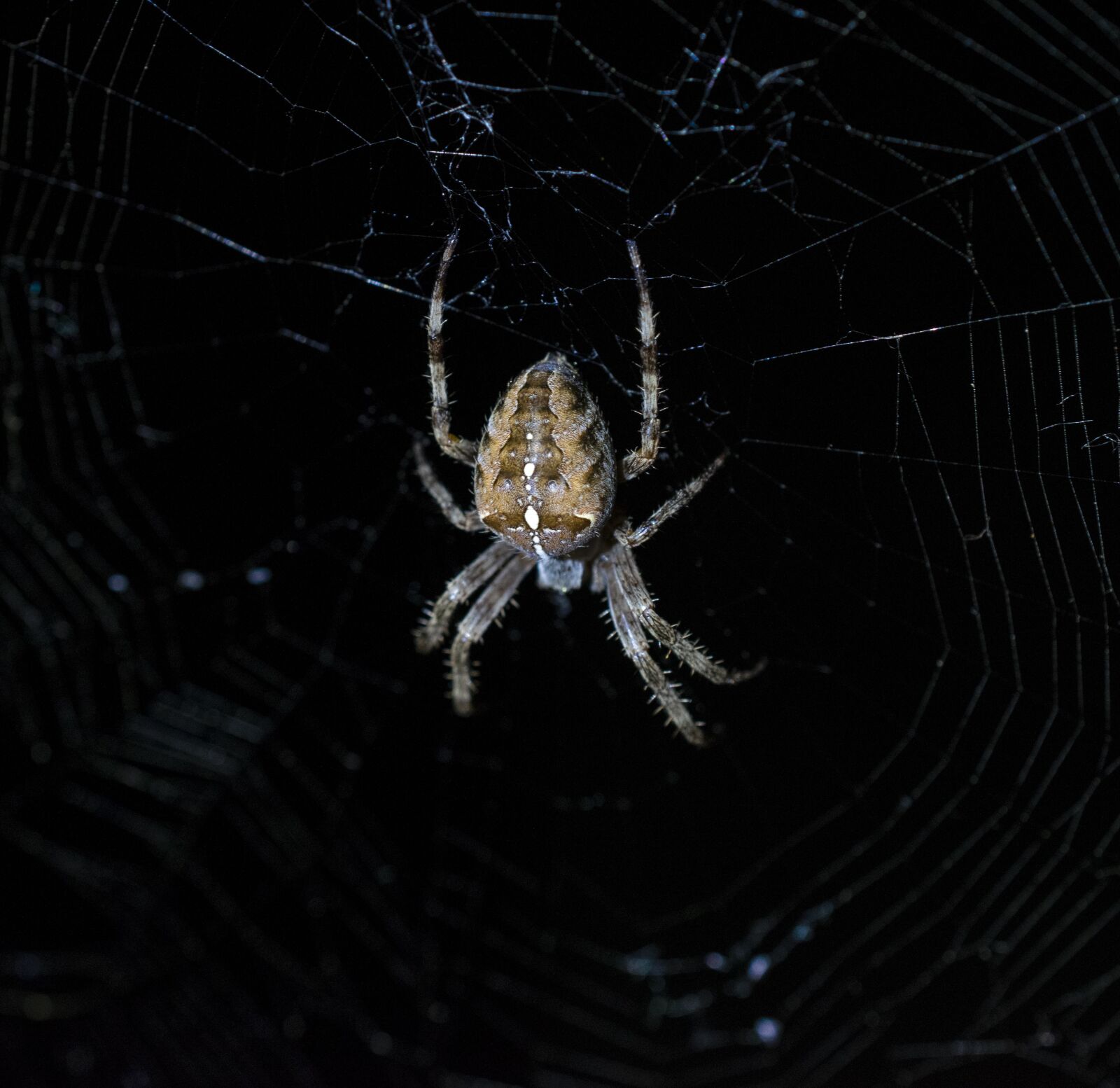 Nikon D5300 sample photo. Garden spider, cobweb, spider photography
