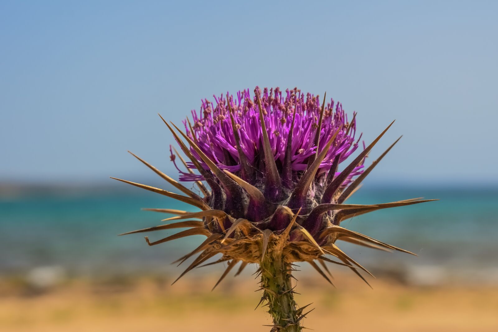 Nikon D3300 sample photo. Thistle, flower, plant photography