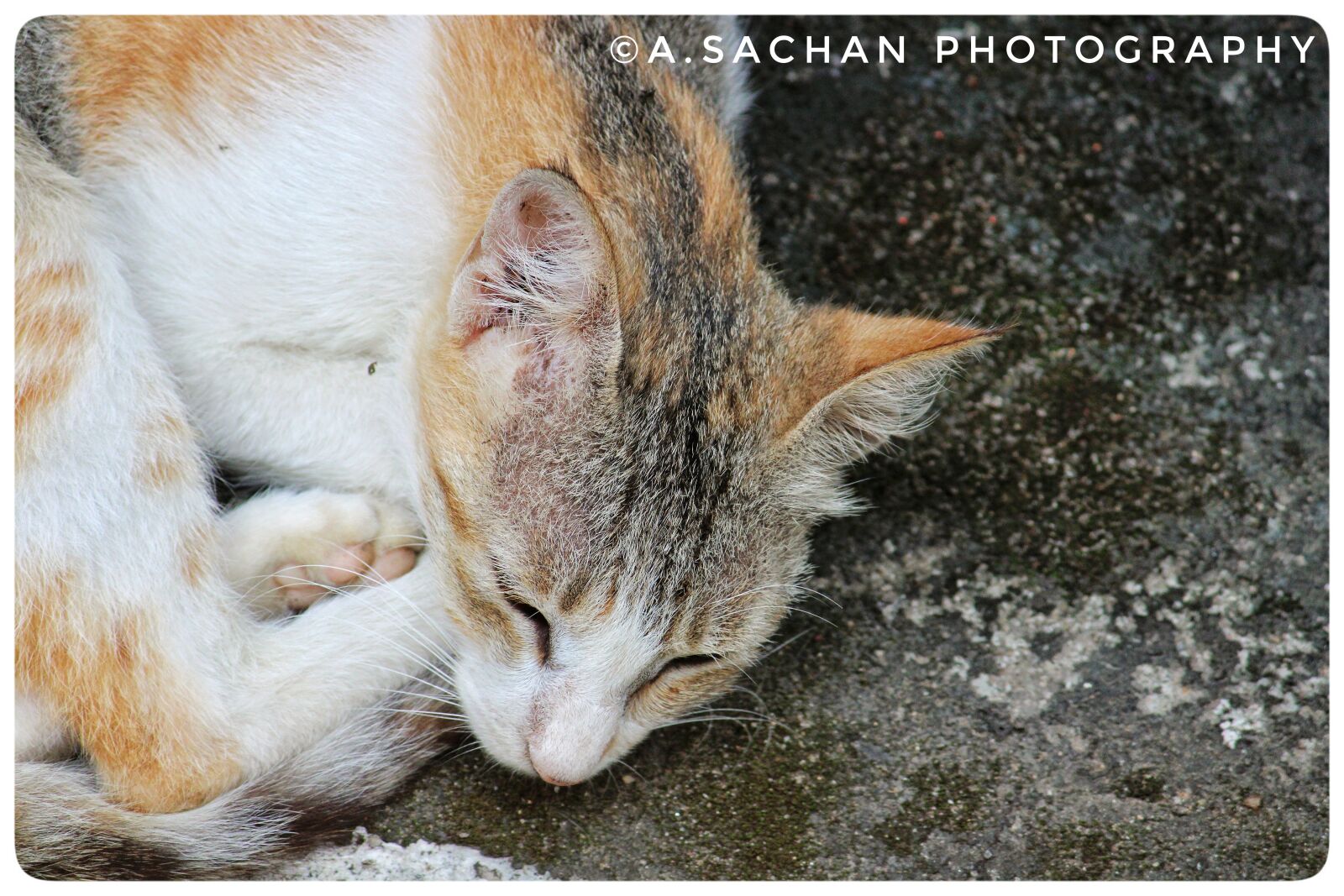 Canon EOS 2000D (EOS Rebel T7 / EOS Kiss X90 / EOS 1500D) sample photo. Cat, animal, fur photography