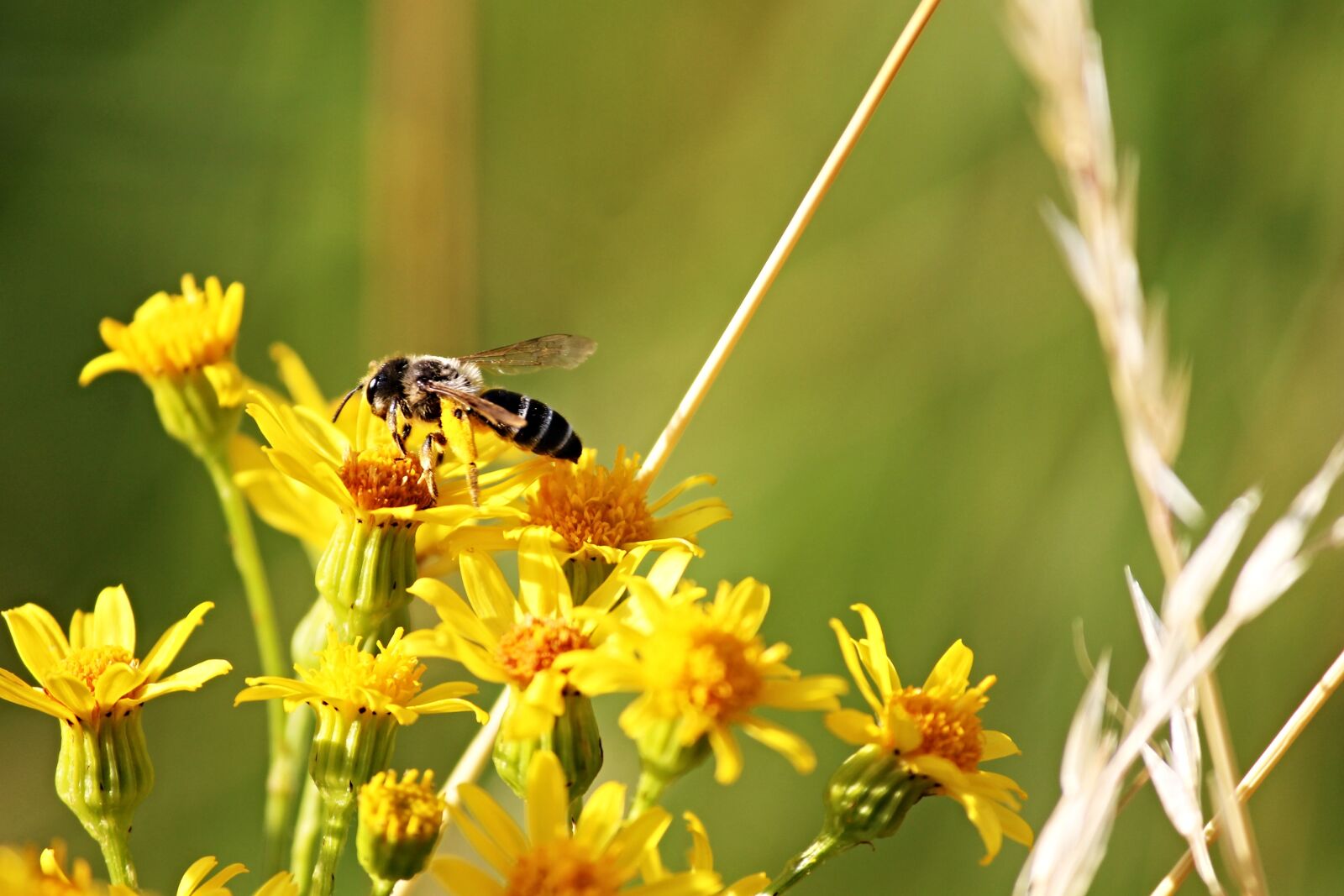 Canon EOS 1100D (EOS Rebel T3 / EOS Kiss X50) sample photo. Bee, flowers, yellow photography