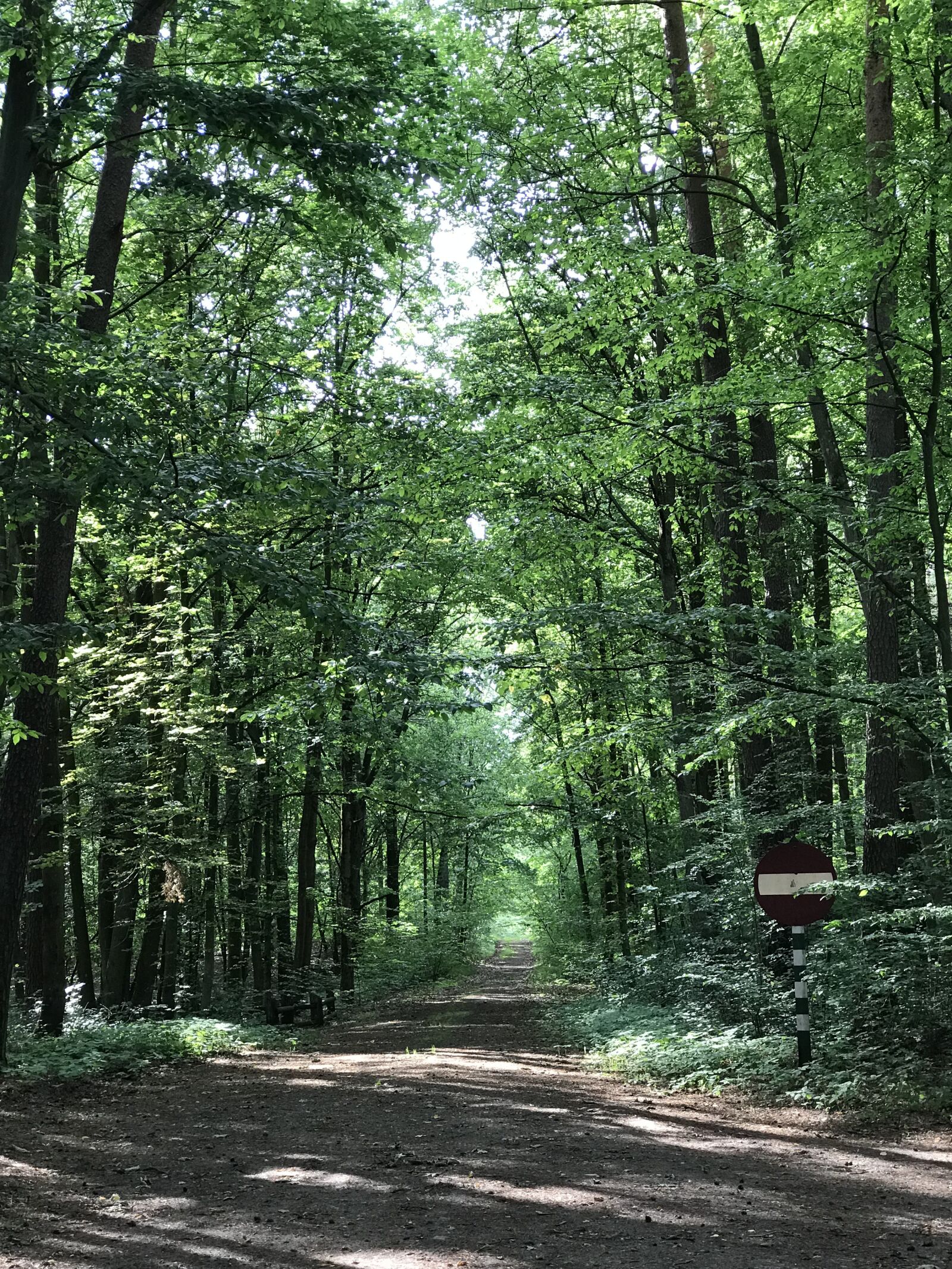 Apple iPhone 7 Plus sample photo. Forest, forest road, tree photography