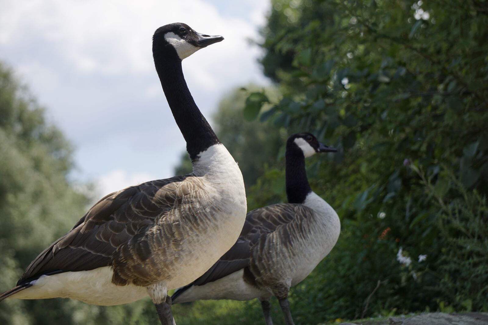 Sony a6000 sample photo. Geese, canada geese, canada photography