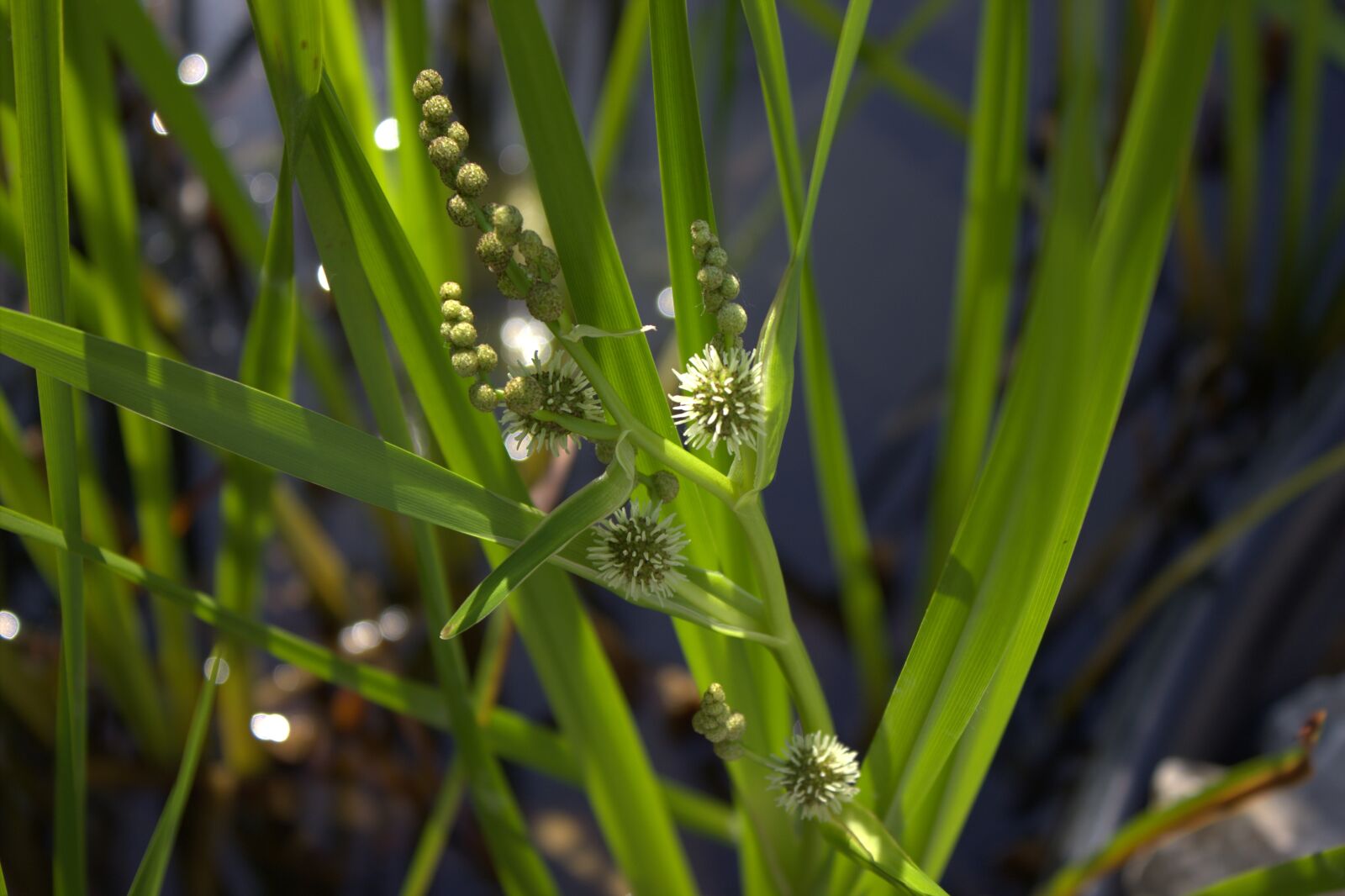 Canon EOS 600D (Rebel EOS T3i / EOS Kiss X5) sample photo. Reed, grass, nature photography