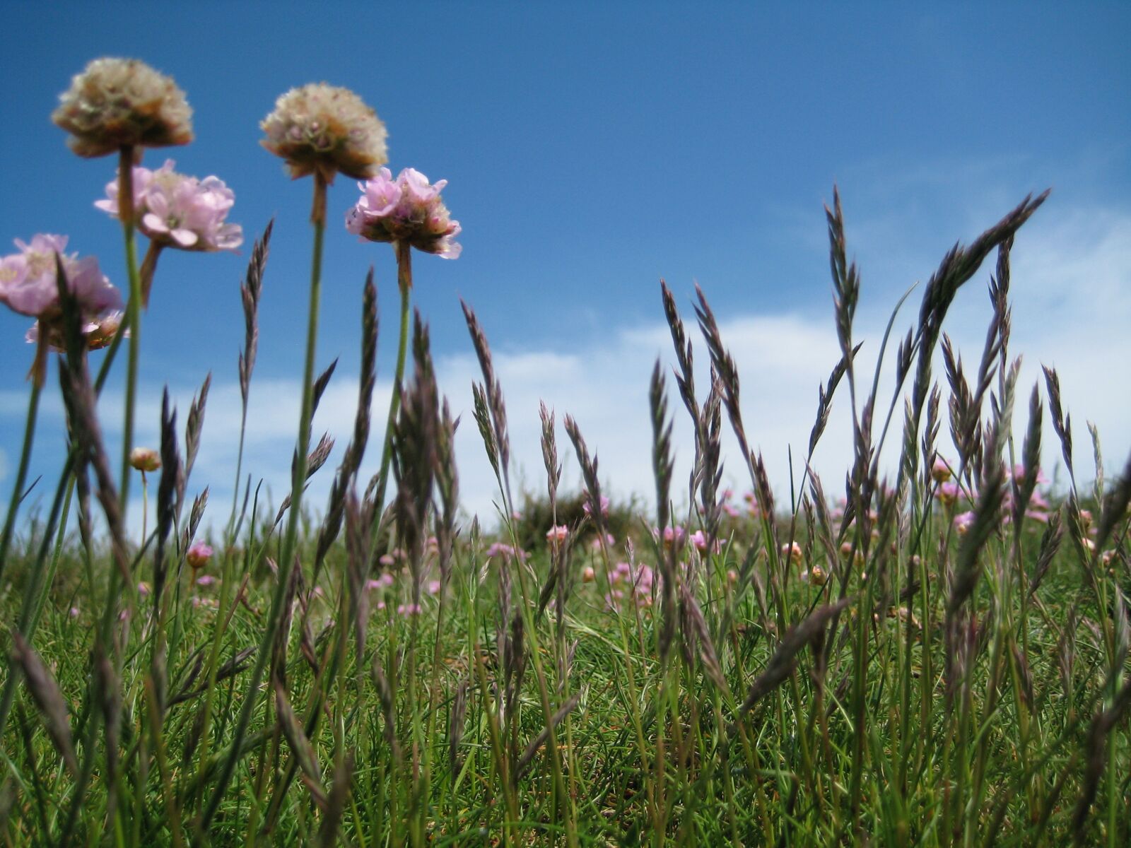 Canon DIGITAL IXUS 75 sample photo. Sky, flowers, grass, pink photography