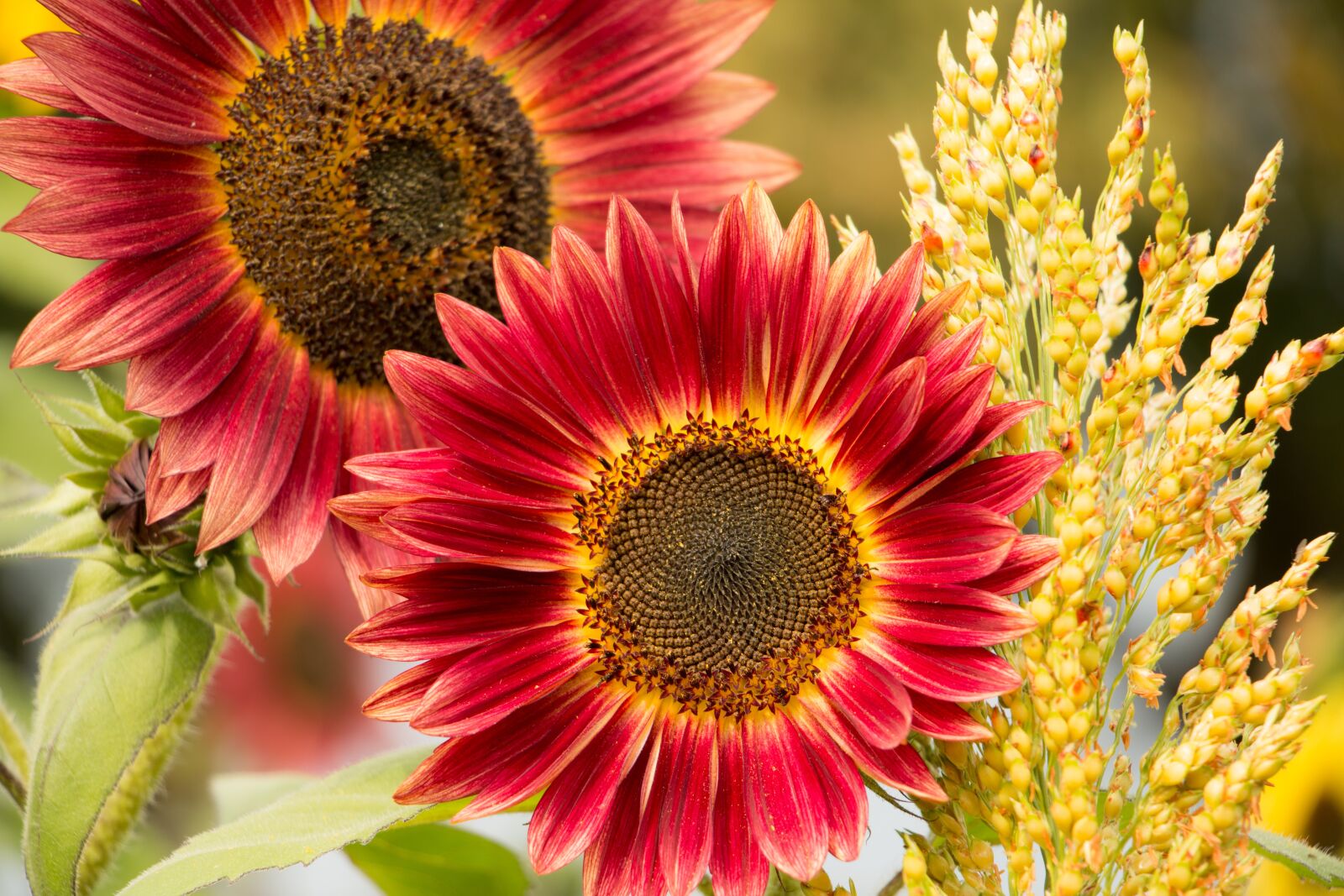 Canon EOS 70D sample photo. Sunflower, red, flower photography