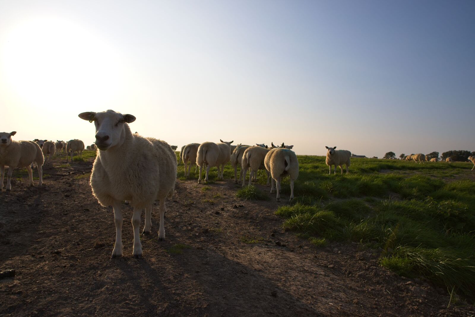 Canon EOS 6D Mark II sample photo. Sheep, wool, against light photography