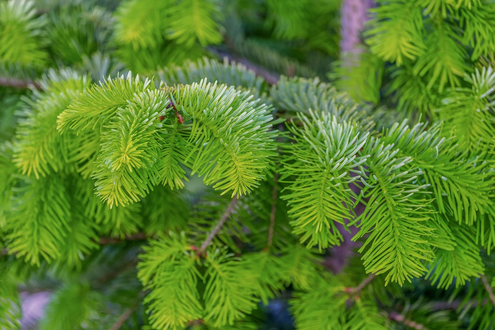 Fujifilm XF 55-200mm F3.5-4.8 R LM OIS sample photo. Fir tree, tannenzweig, branch photography