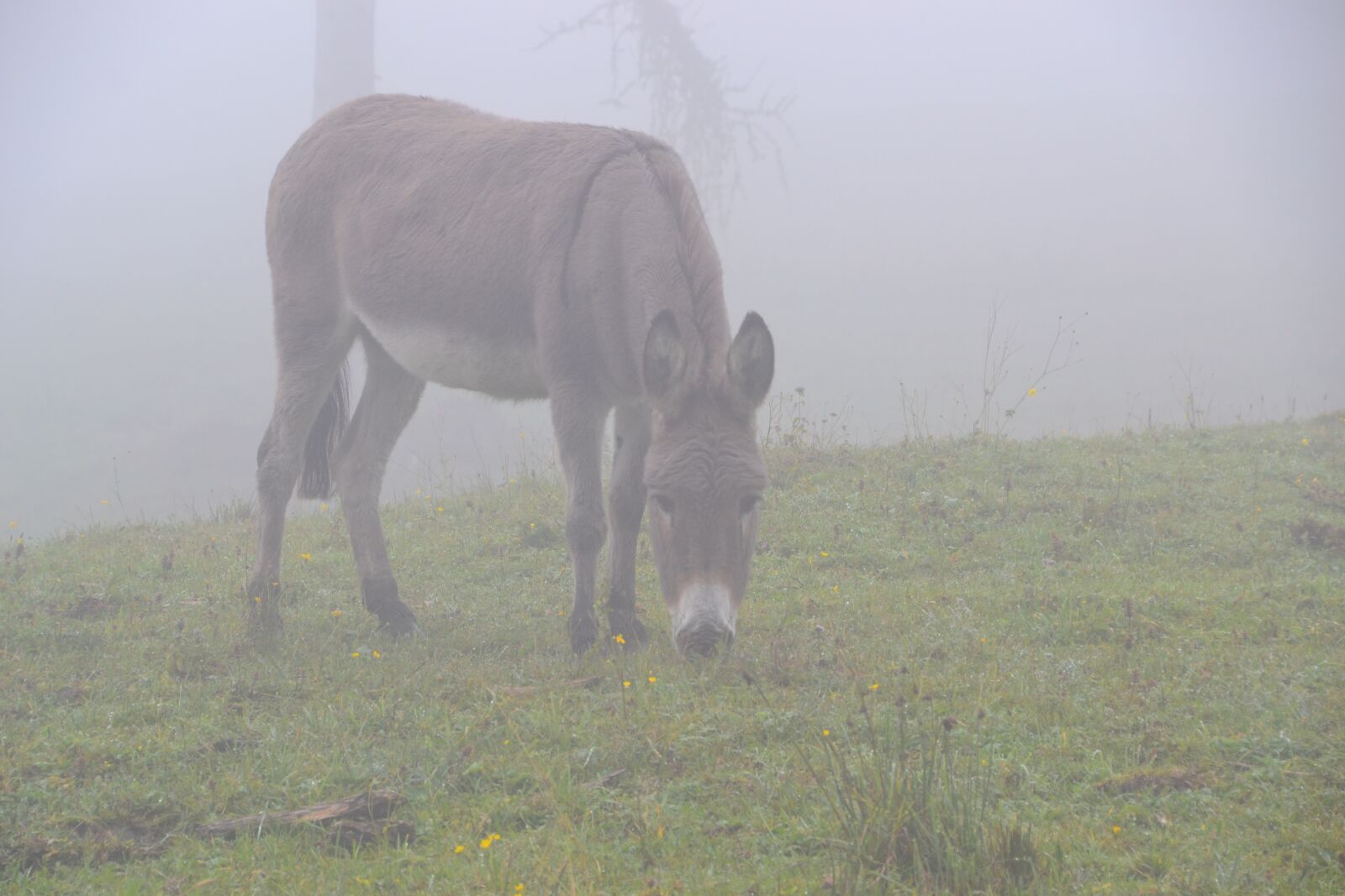 Nikon D3100 sample photo. Donkey, fog, pasture photography
