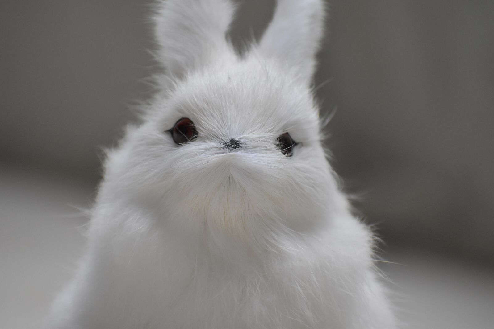 Nikon D5600 sample photo. Bunny, rabbit, softness photography
