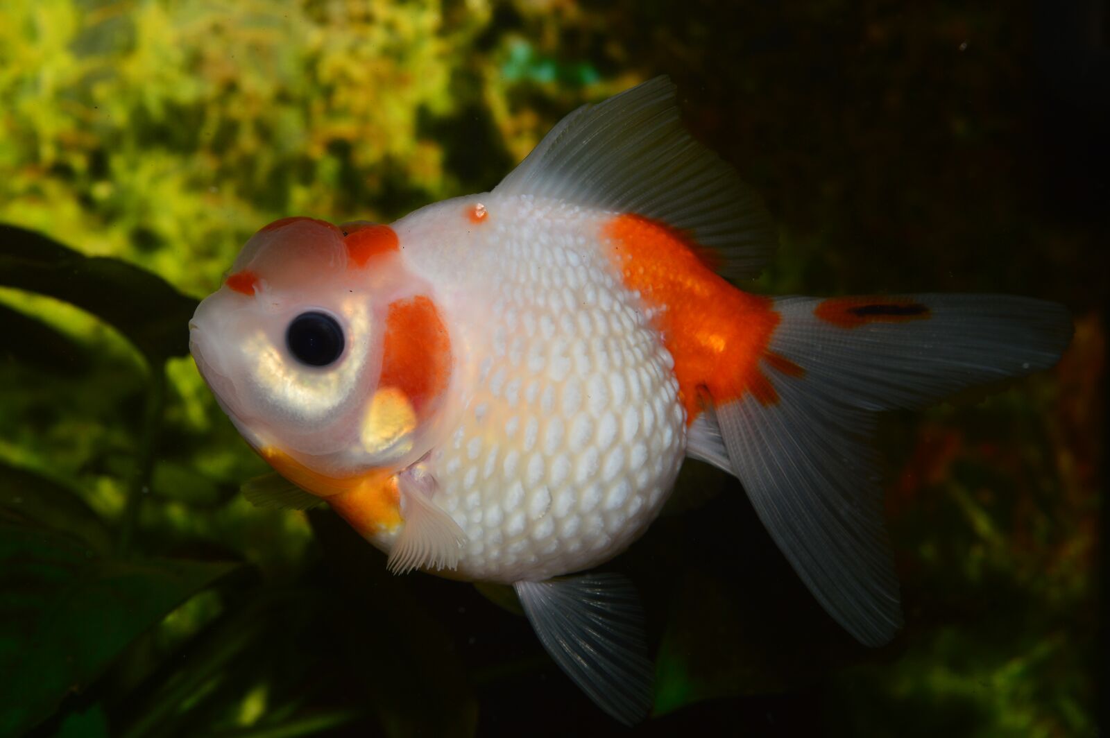 Nikon D3200 sample photo. Goldfish, pearl, flakes of photography