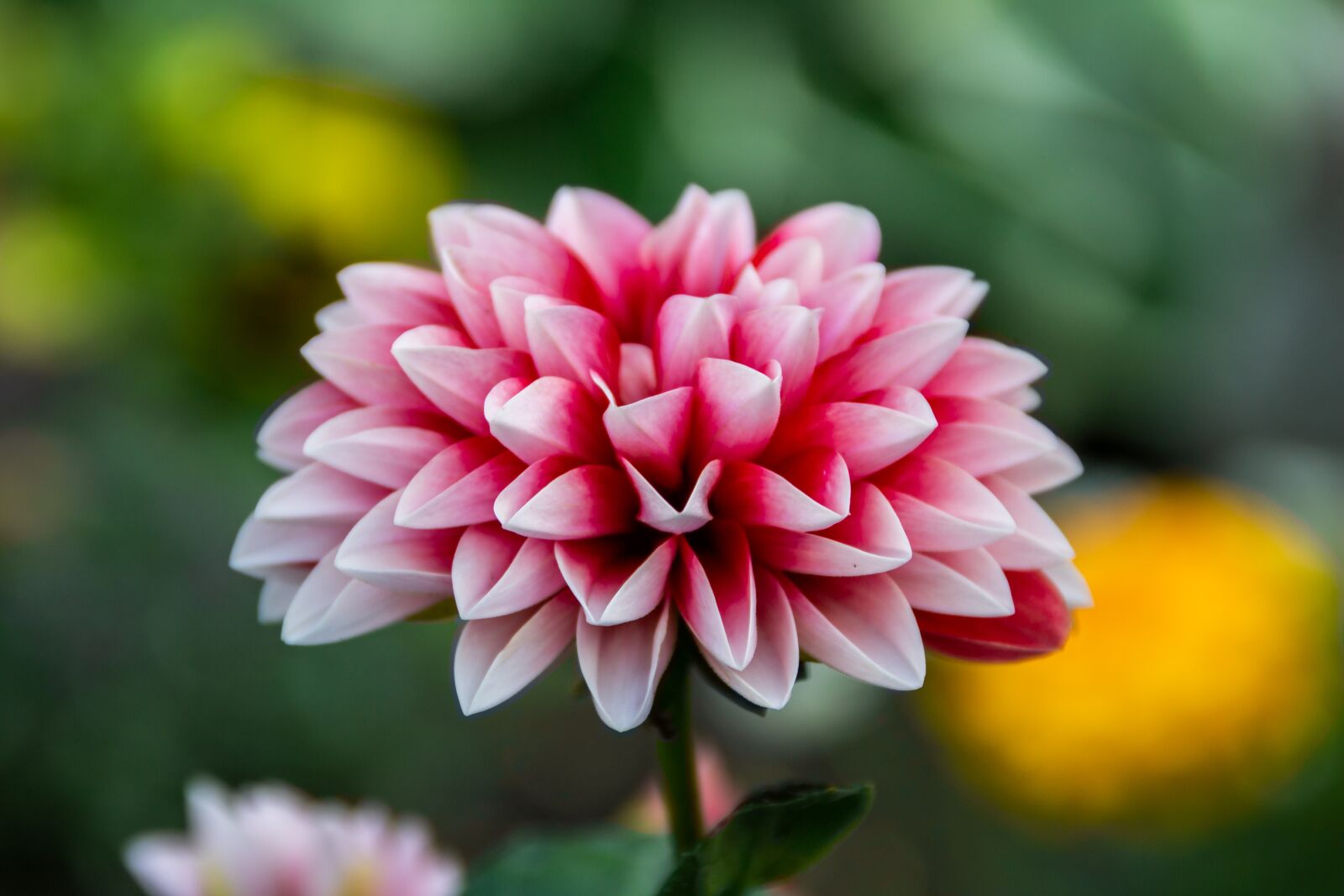 Canon EOS 100D (EOS Rebel SL1 / EOS Kiss X7) sample photo. Dalia, flower, dahlias photography