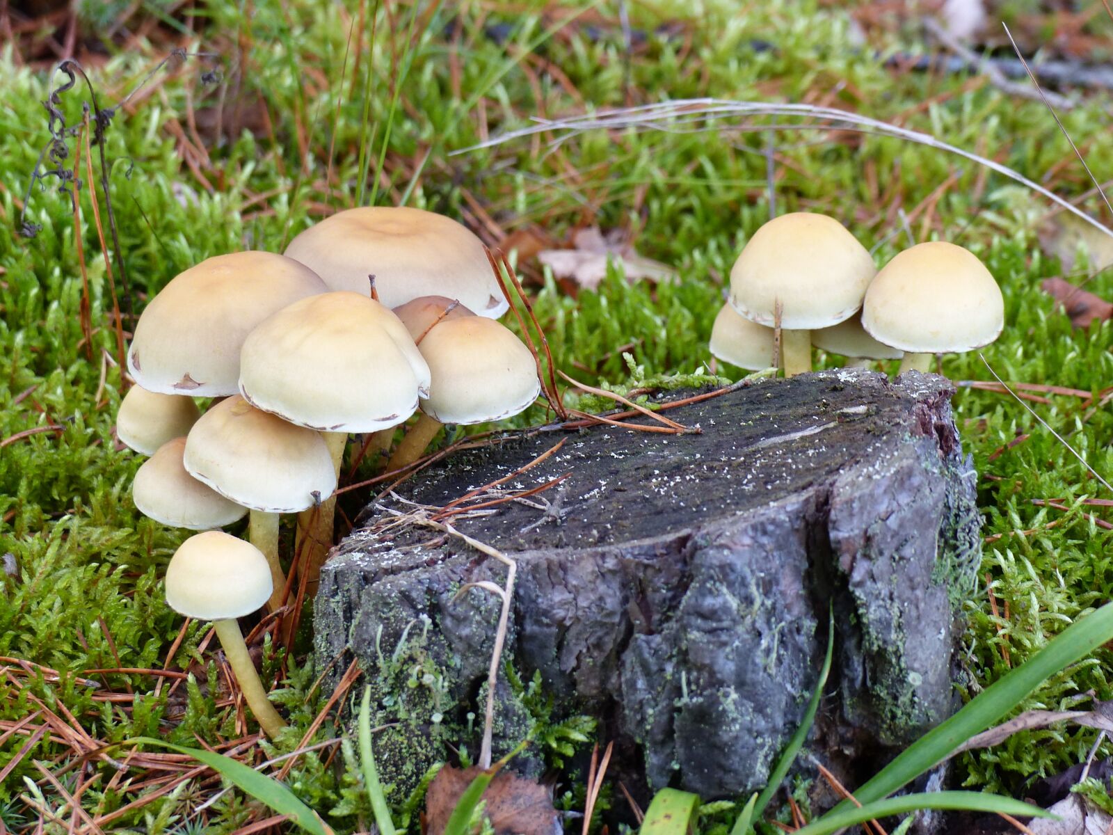 Panasonic Lumix DMC-FZ200 sample photo. Fungi, forest, stump photography
