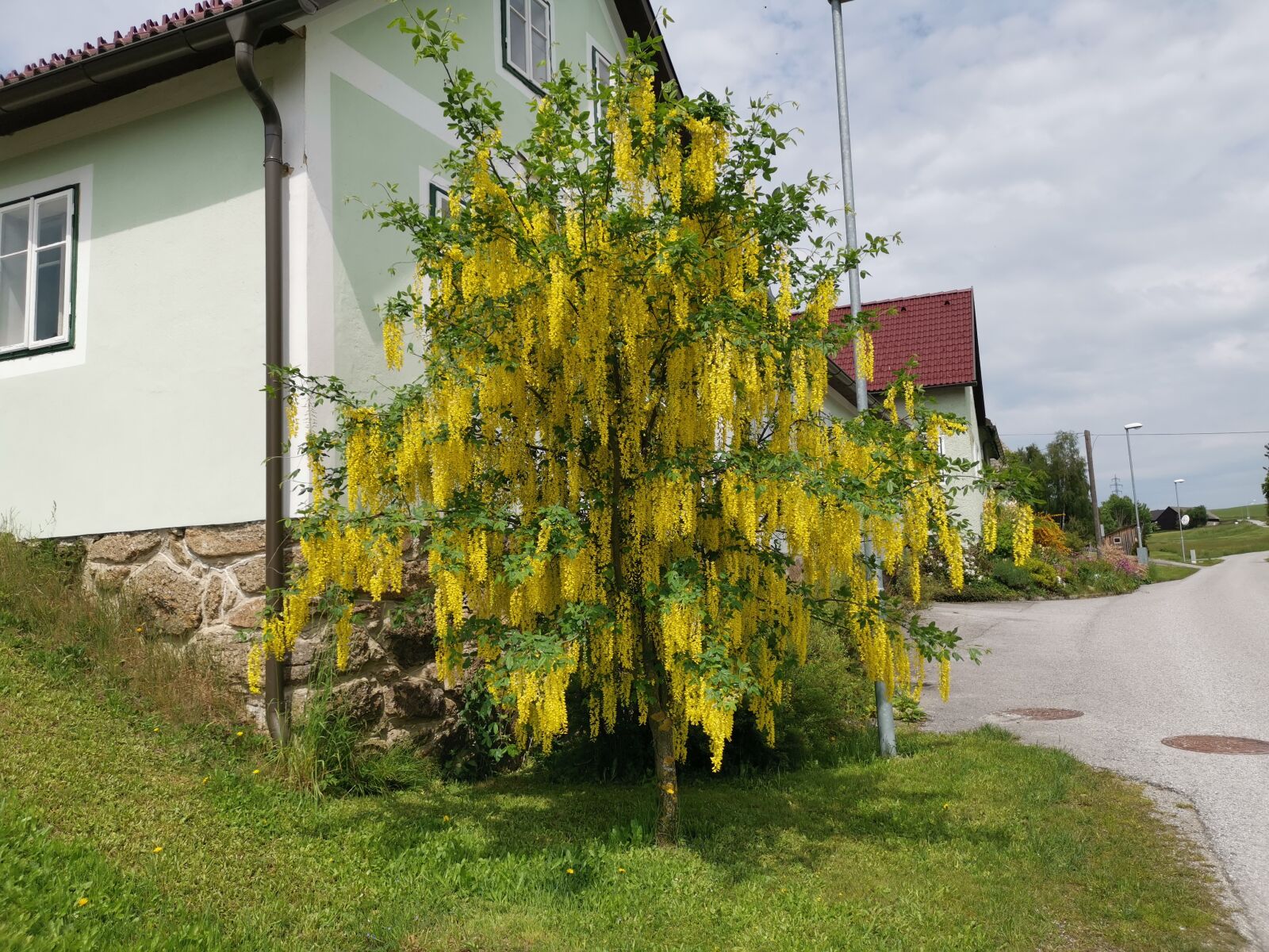 HUAWEI LYA-L29 sample photo. Laburnum, bush, nature photography