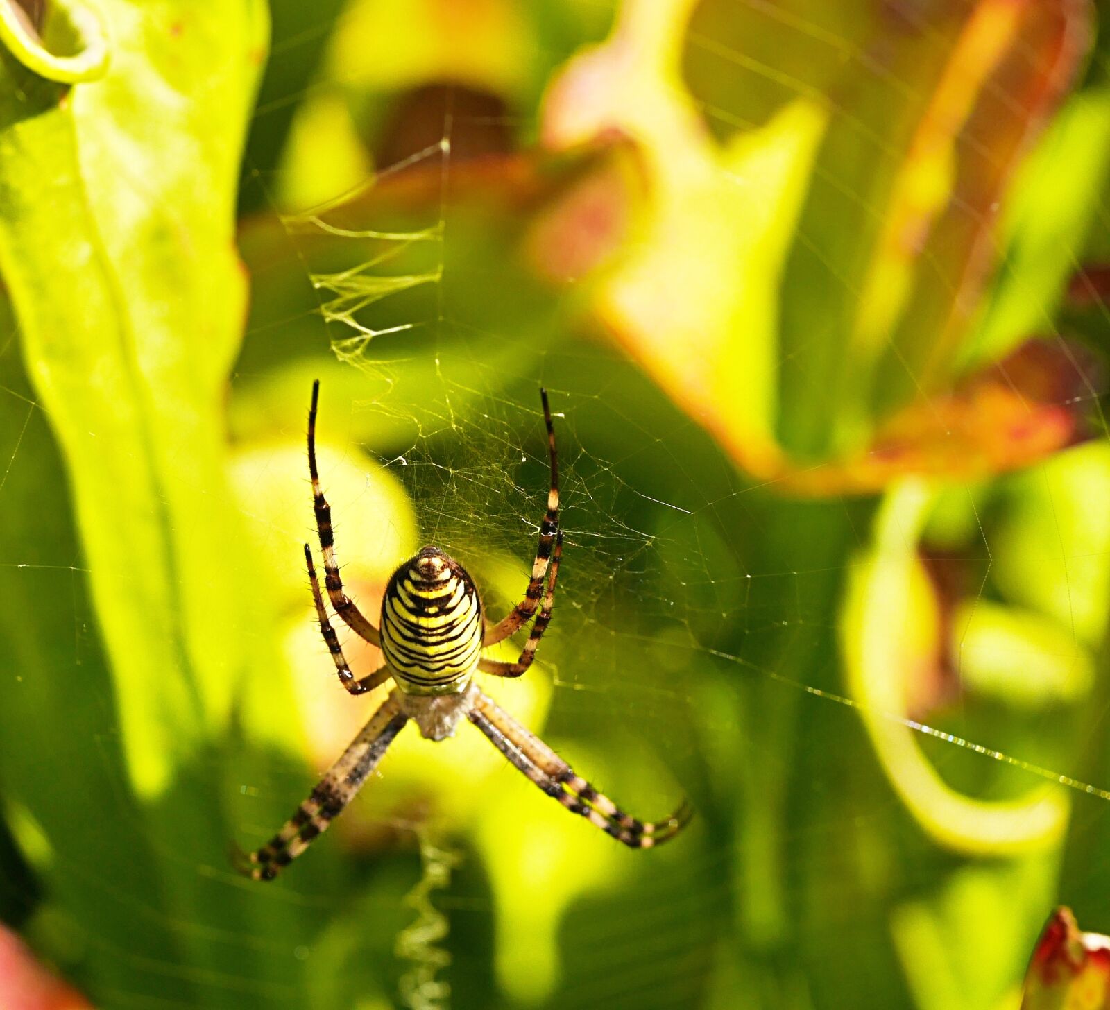 Panasonic Lumix DMC-GX7 sample photo. Spider, cobwebs, striped photography