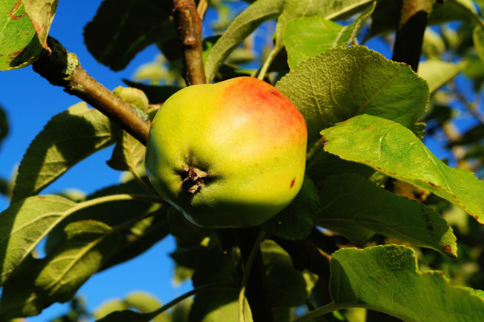 Sony SLT-A58 + Sony DT 30mm F2.8 Macro SAM sample photo. Apple tree, apple, branch photography