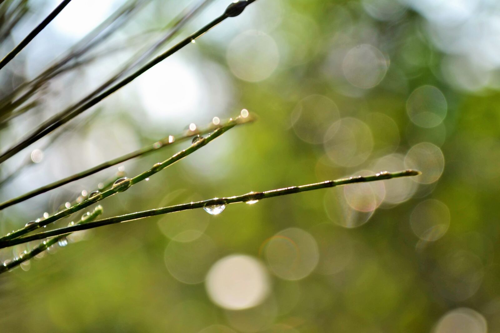Nikon D3100 sample photo. Relax, peace, peaceful photography