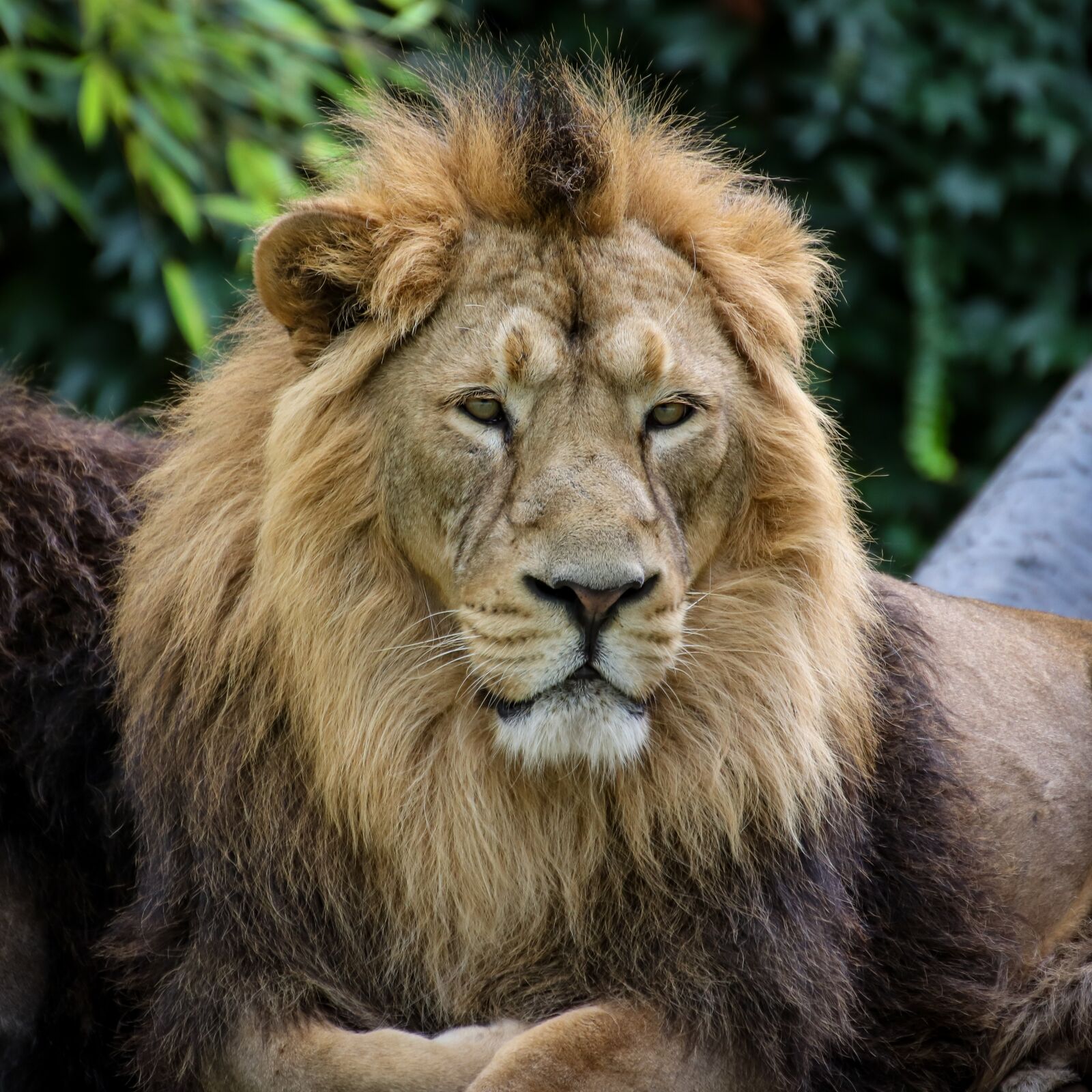 Canon EOS 800D (EOS Rebel T7i / EOS Kiss X9i) sample photo. Lion, mane, animal photography