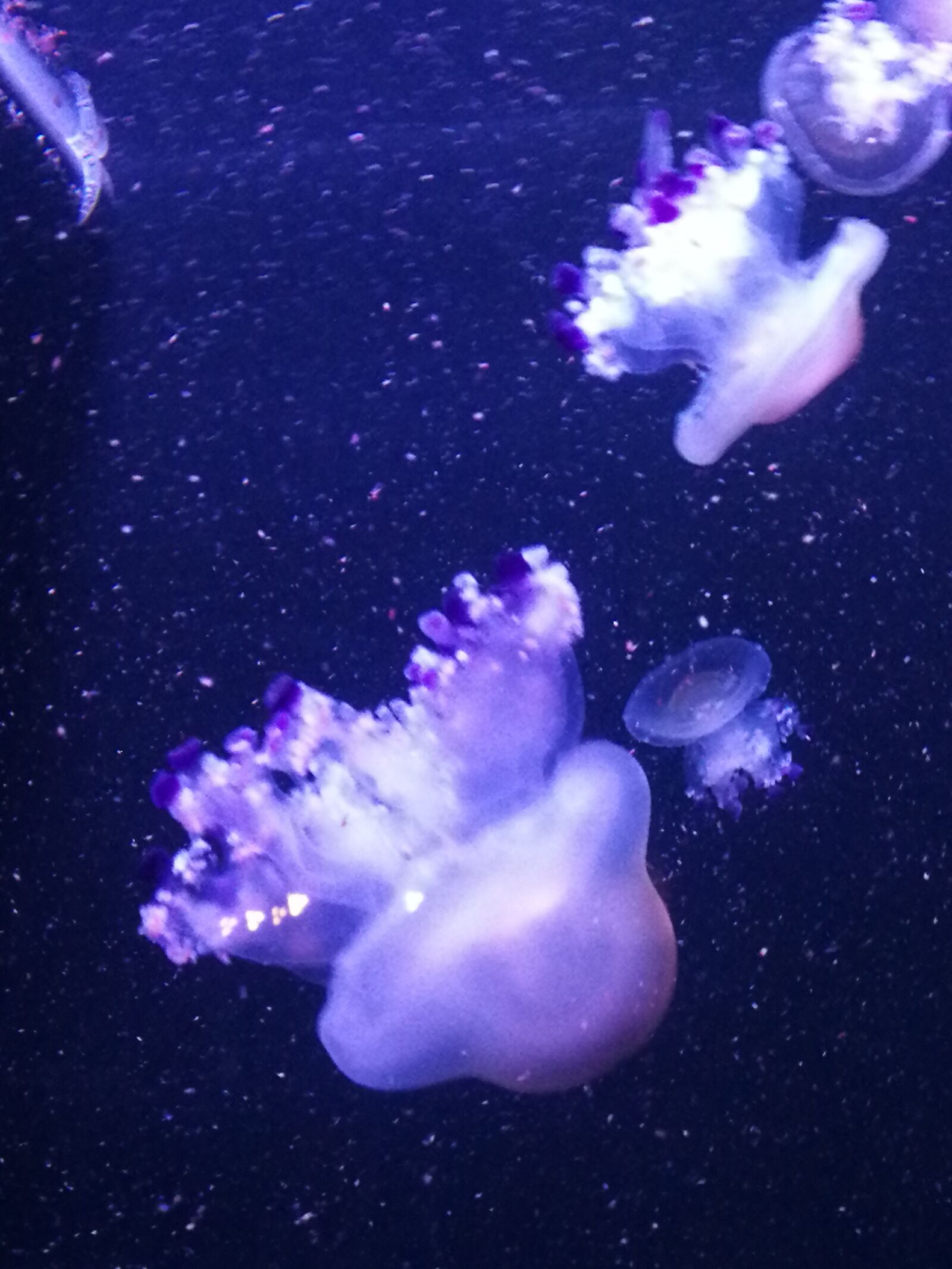 HUAWEI P10 sample photo. Jellyfish, aquarium, sea photography