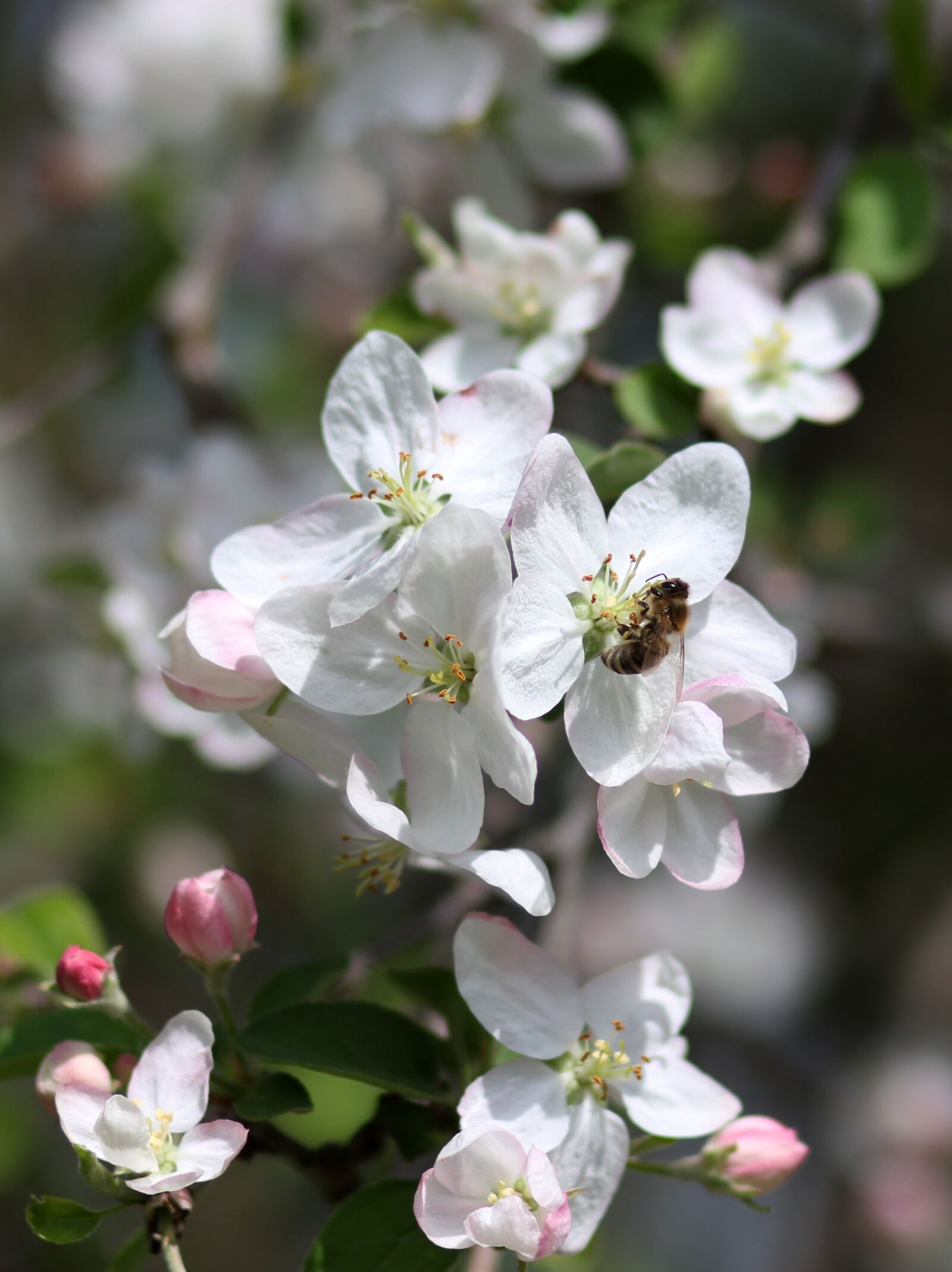 Canon EOS 700D (EOS Rebel T5i / EOS Kiss X7i) + Canon EF 85mm F1.8 USM sample photo. Flowers, white, tree photography