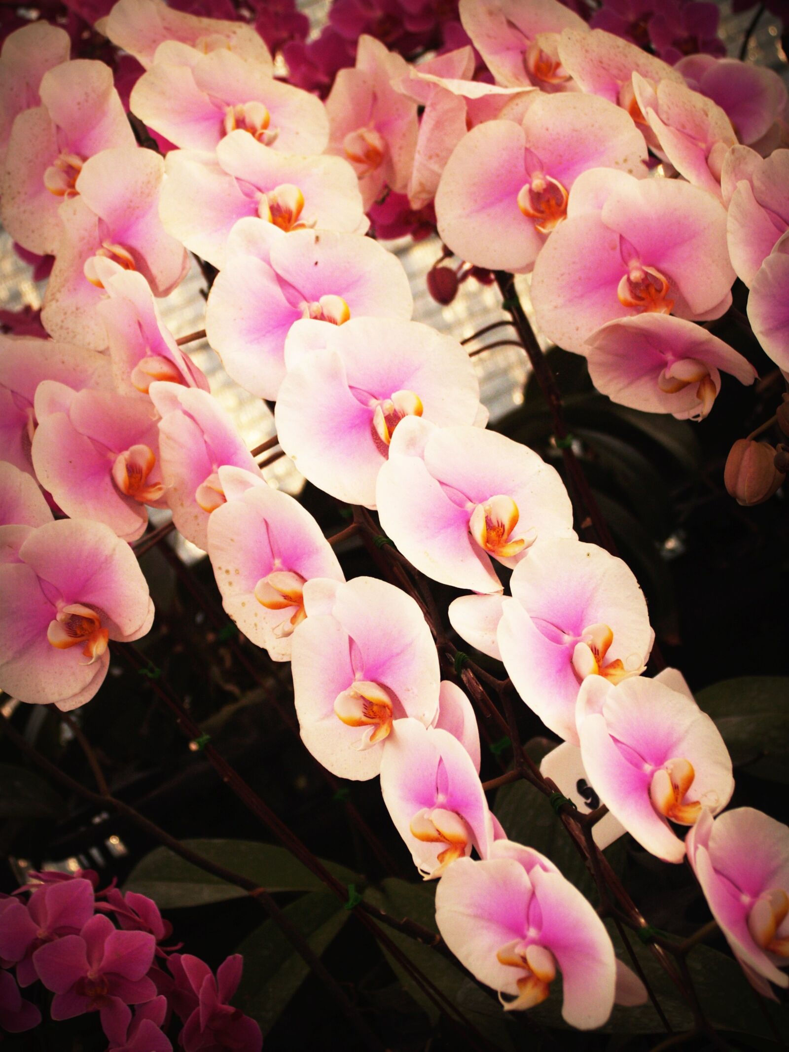 Olympus E-300 (EVOLT E-300) sample photo. Flower, orchid, tropical photography