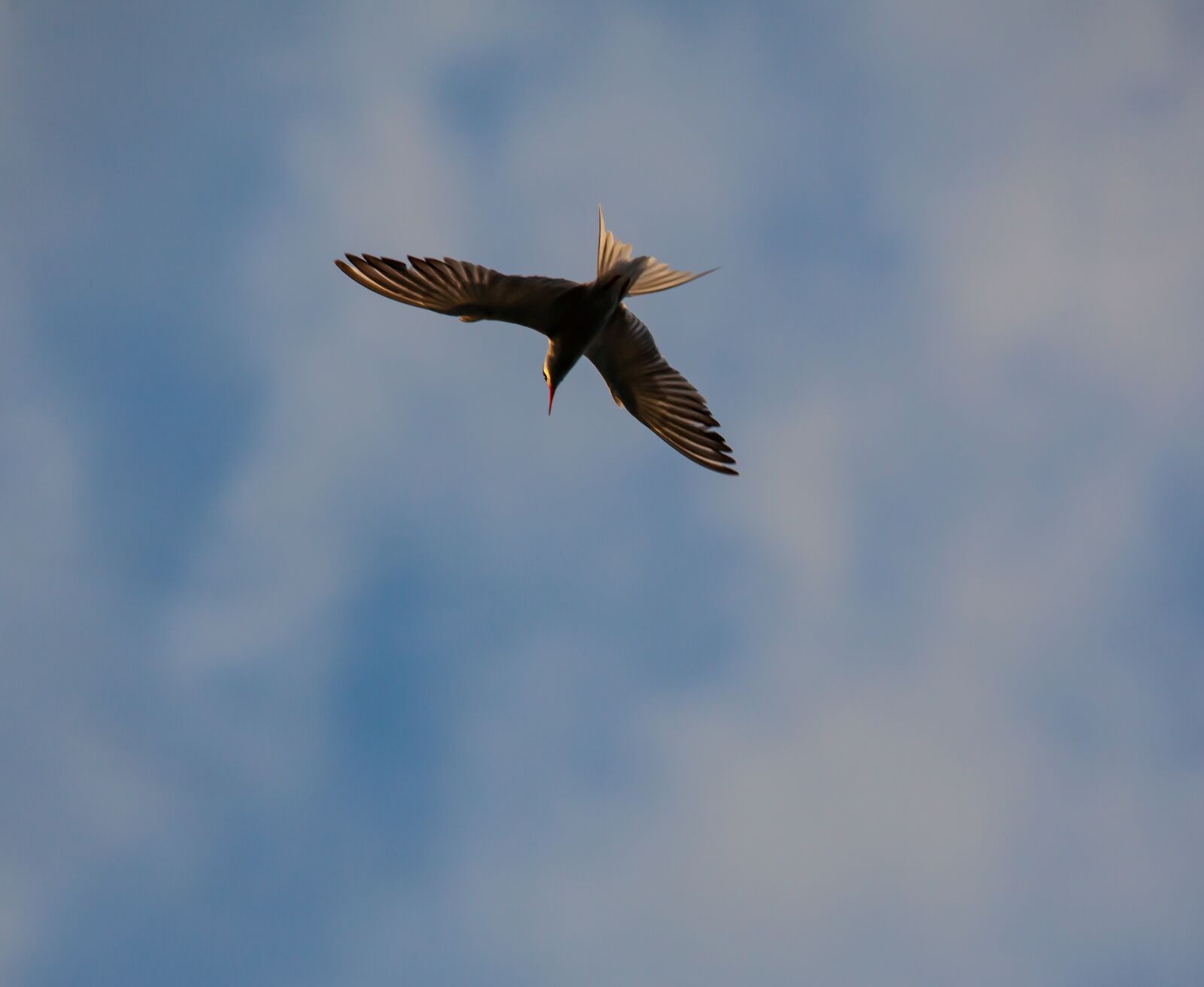 150-600mm F5-6.3 DG OS HSM | Contemporary 015 sample photo. Arctic tern, sea swallow photography
