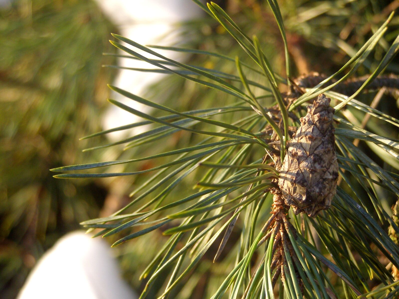 Olympus SP500UZ sample photo. Pine, pine cone, sprig photography