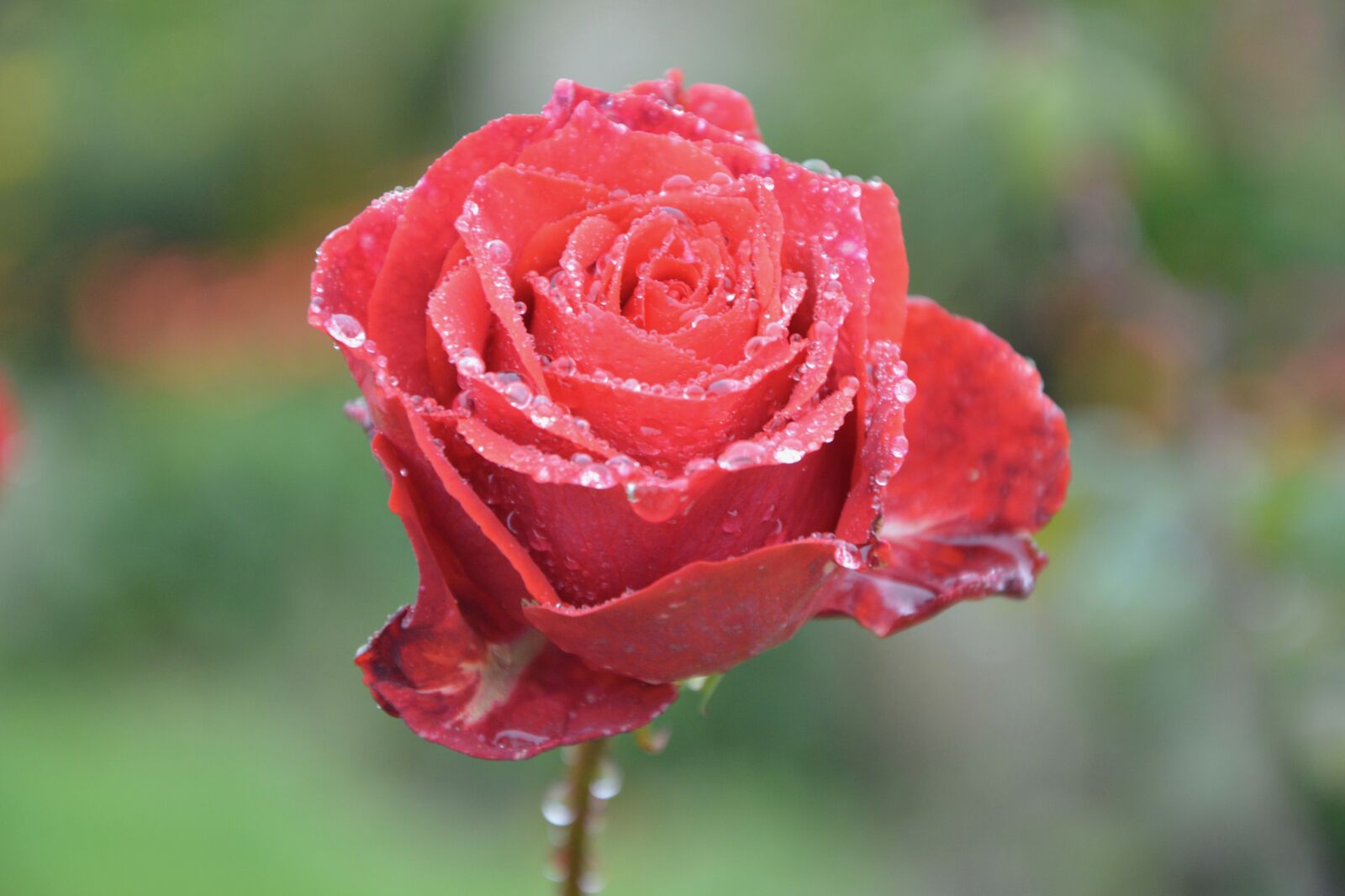 Nikon D5200 sample photo. Red rose, passion, love photography