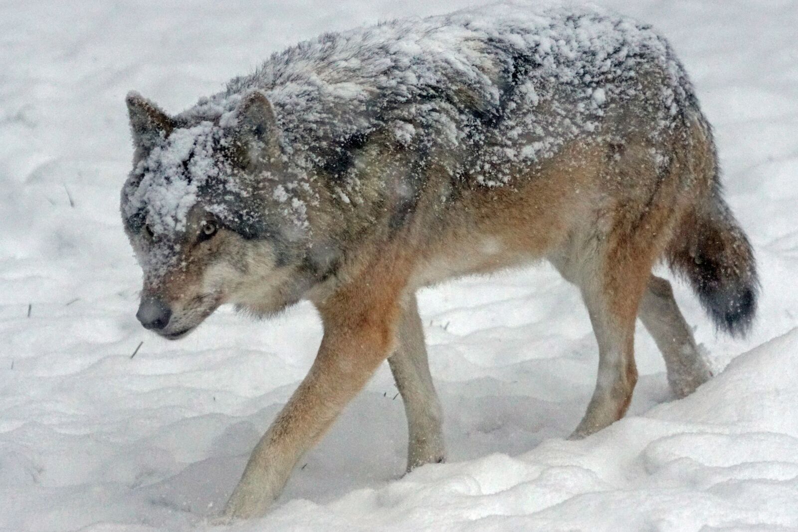 Sony 70-400mm F4-5.6 G SSM sample photo. Wolf, predator, carnivores photography