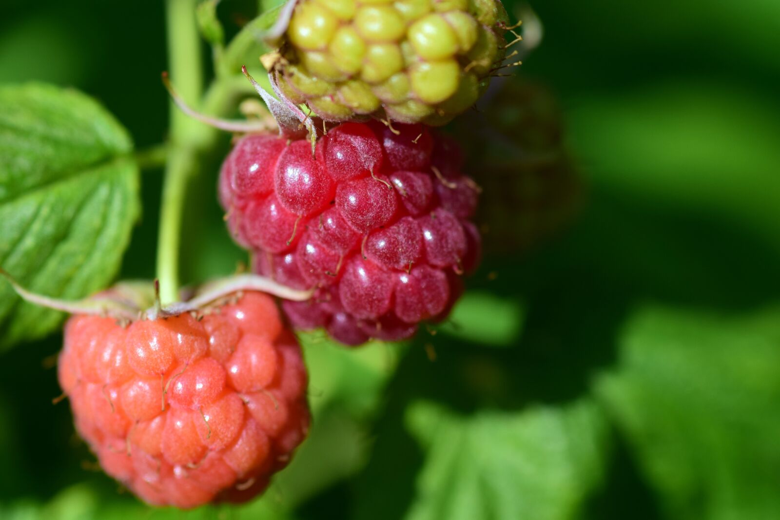 Nikon D3300 sample photo. Raspberries, ripe, immature photography