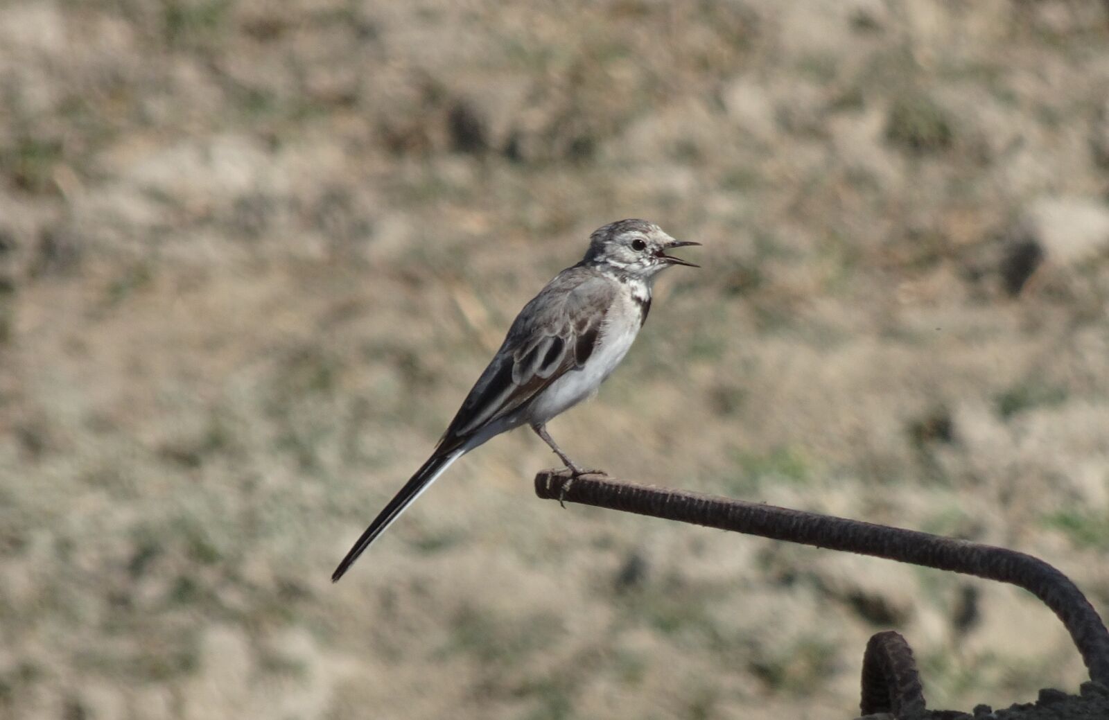 Sony Cyber-shot DSC-HX90V sample photo. Bird, wagtail, white wagtail photography
