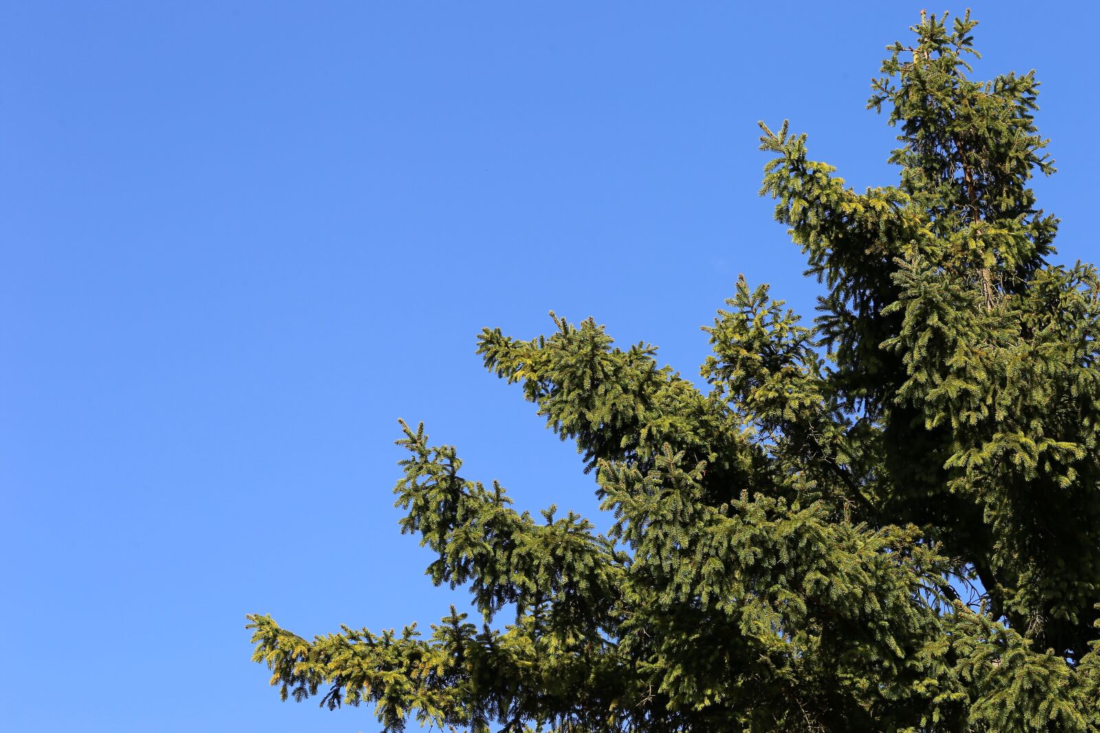 Canon EF 70-300 F4-5.6 IS II USM sample photo. Fir tree, green, sky photography