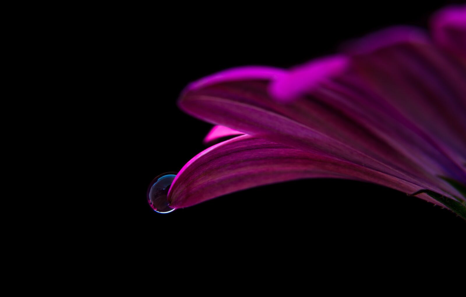 Canon EOS 1100D (EOS Rebel T3 / EOS Kiss X50) sample photo. Flower, macro, drop photography