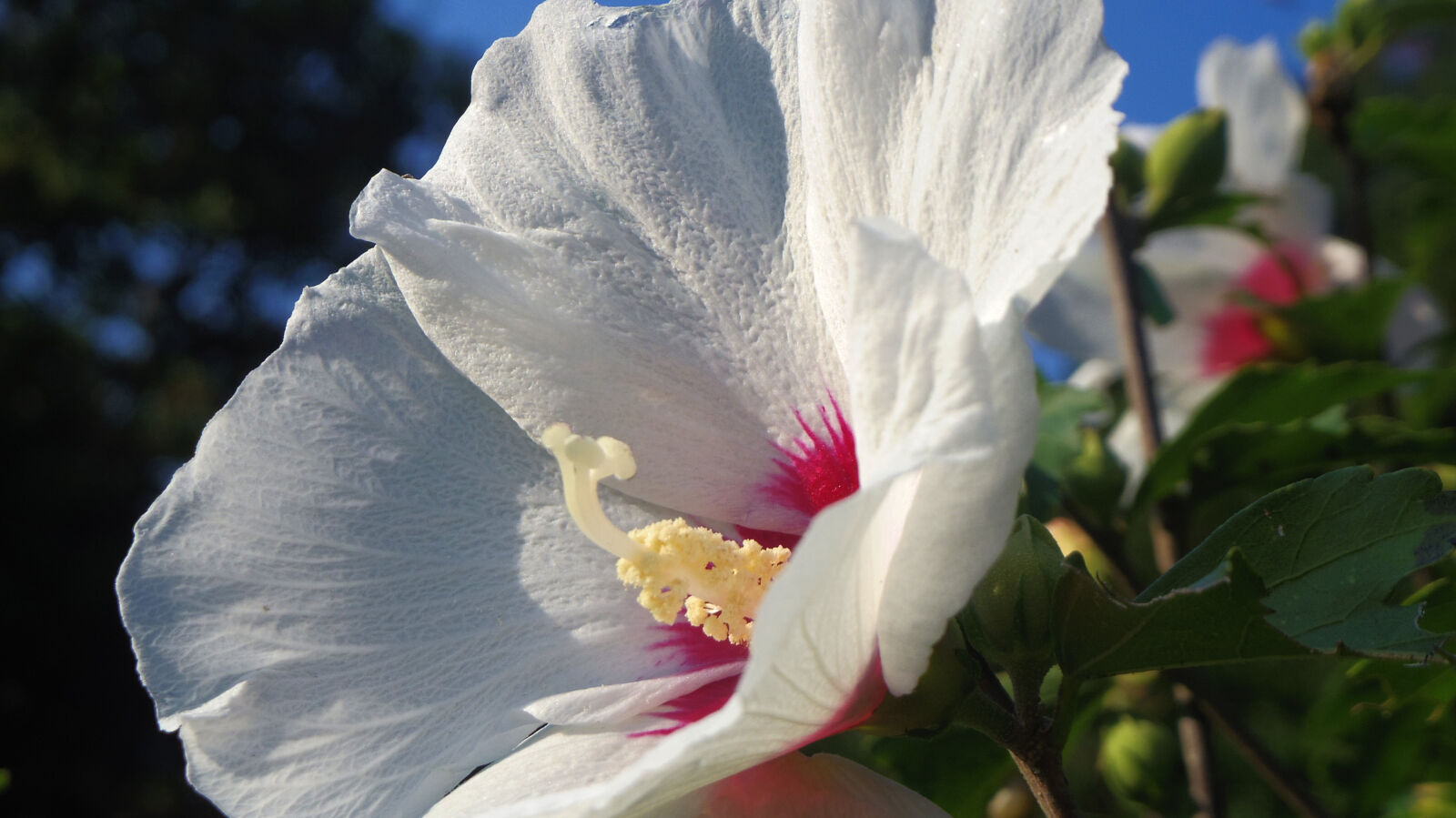 Pentax Q10 sample photo. Flower photography