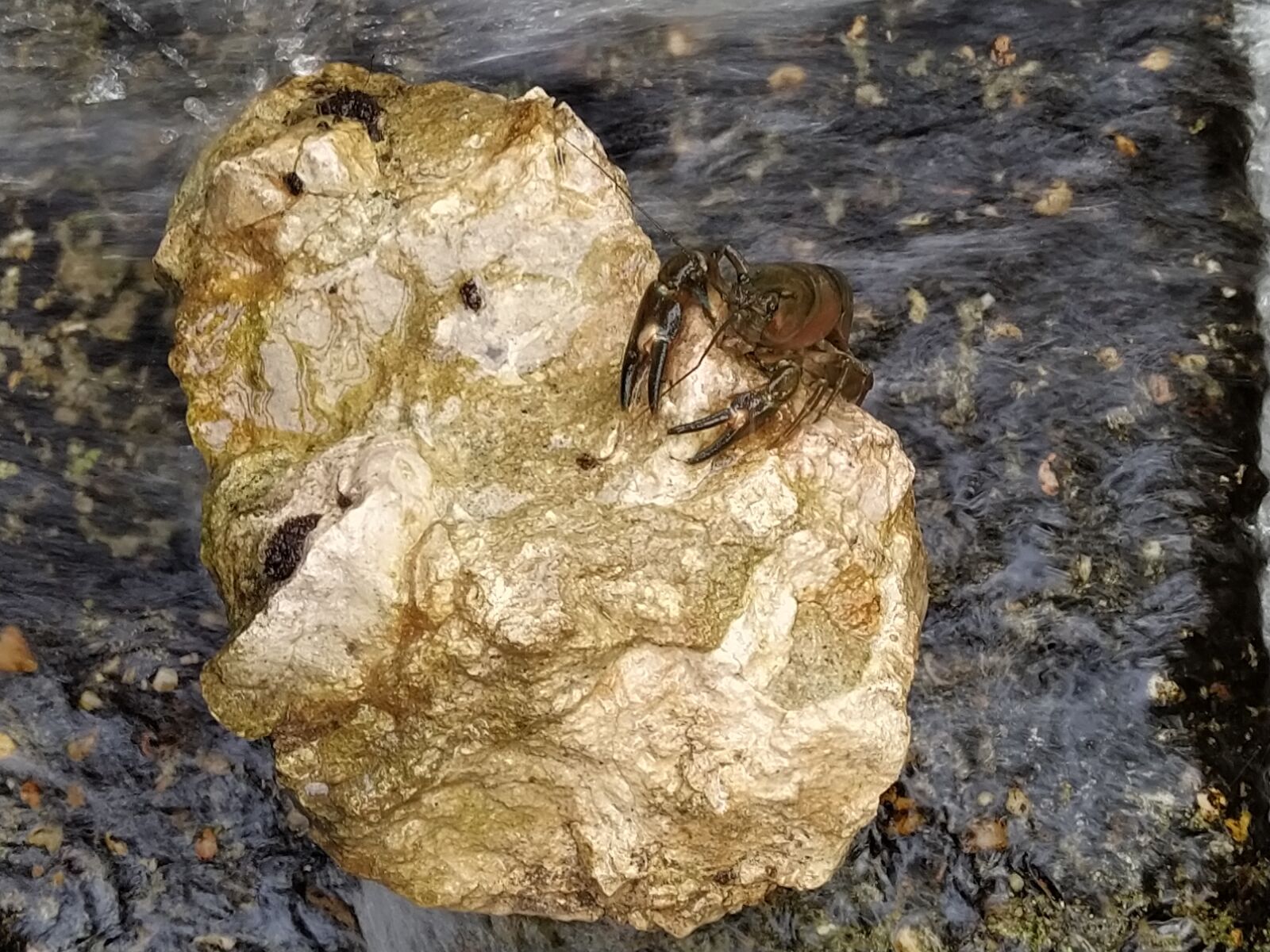 Xiaomi Mi A3 sample photo. Crab, river, stone photography