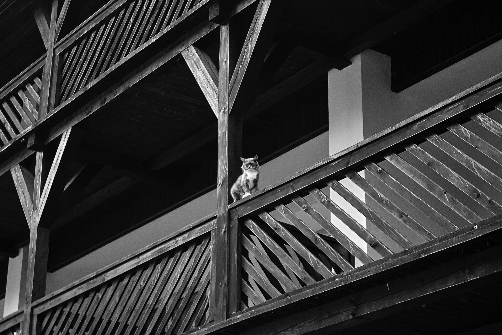 Canon EOS 600D (Rebel EOS T3i / EOS Kiss X5) sample photo. Black and white, h photography
