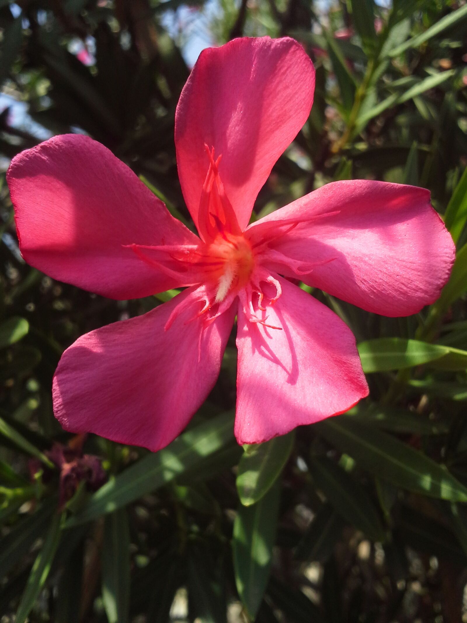 Samsung Galaxy Beam sample photo. Fuchsia, flower, garden photography