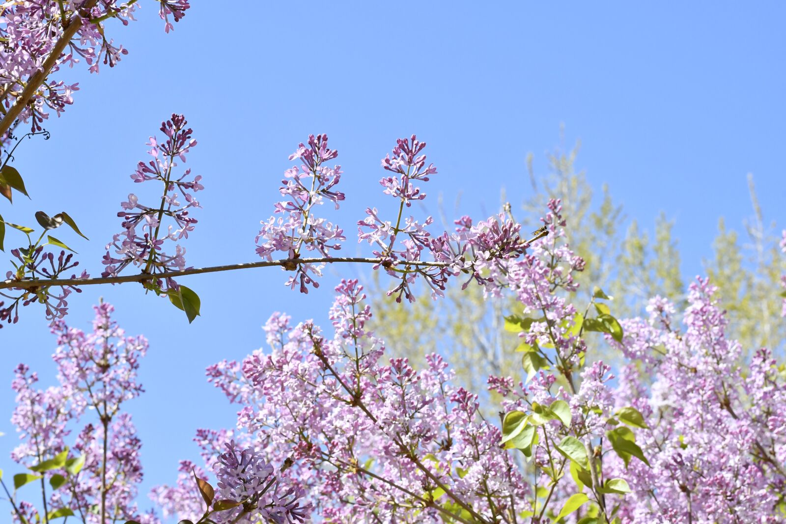 Nikon D7500 sample photo. Spring, flowers, plant photography