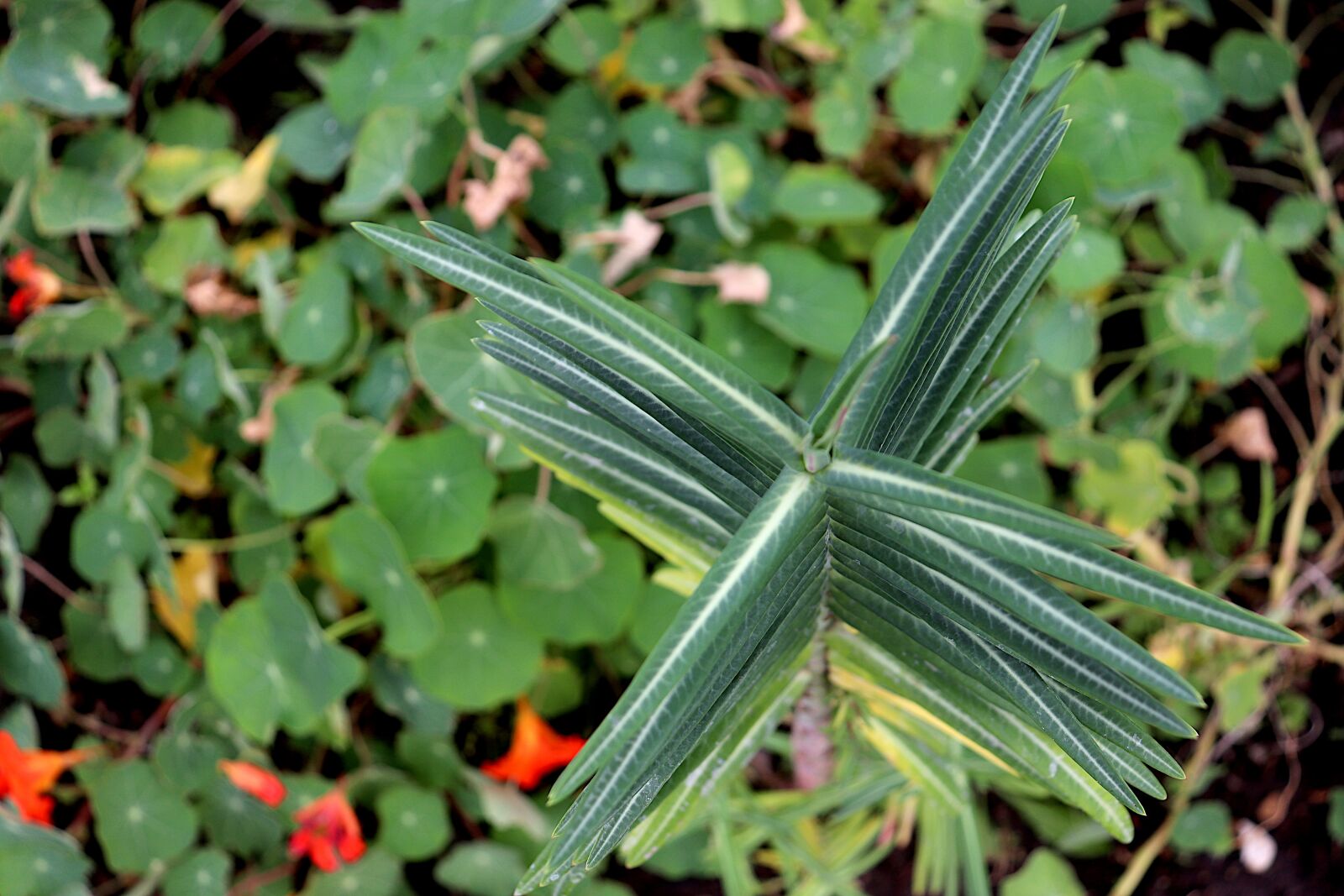 Canon EOS 800D (EOS Rebel T7i / EOS Kiss X9i) + Canon EF-S 18-55mm F4-5.6 IS STM sample photo. Plants, foliage, superimposed photography