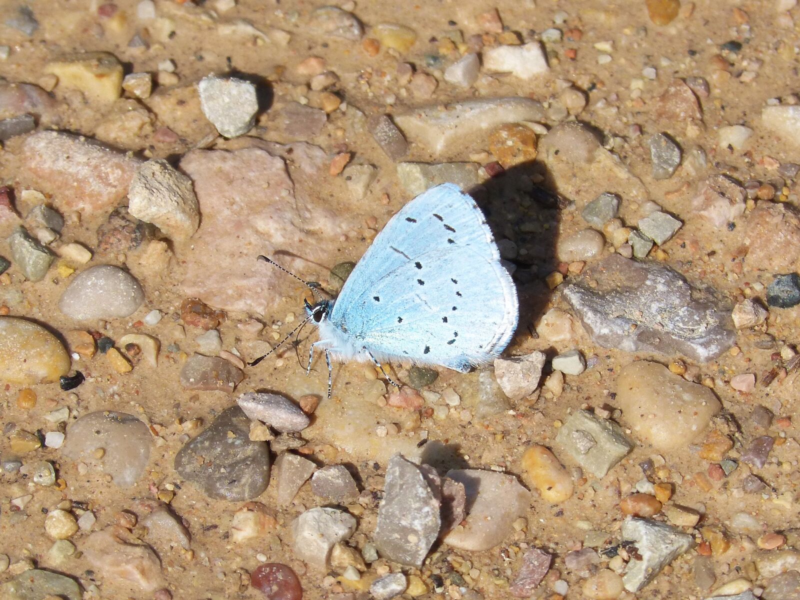 Panasonic DMC-FZ62 sample photo. Blue-winged butterfly, butterfly, mud photography