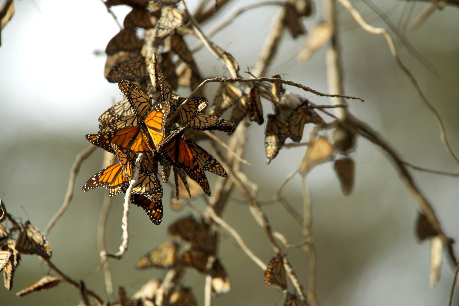 Canon EOS 5D Mark III sample photo. Monarch butterflies photography