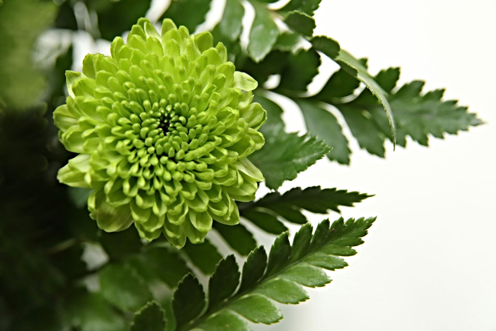 Canon EOS 800D (EOS Rebel T7i / EOS Kiss X9i) sample photo. Chrysanthemum, blossom, bloom photography