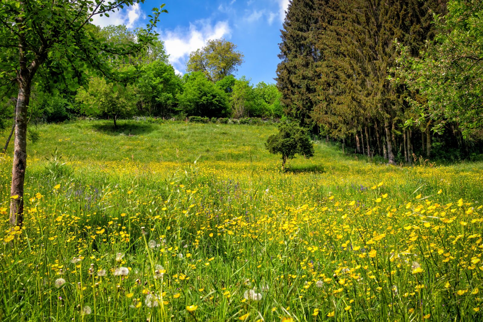 Nikon D3300 sample photo. Spring, meadow, flowers photography