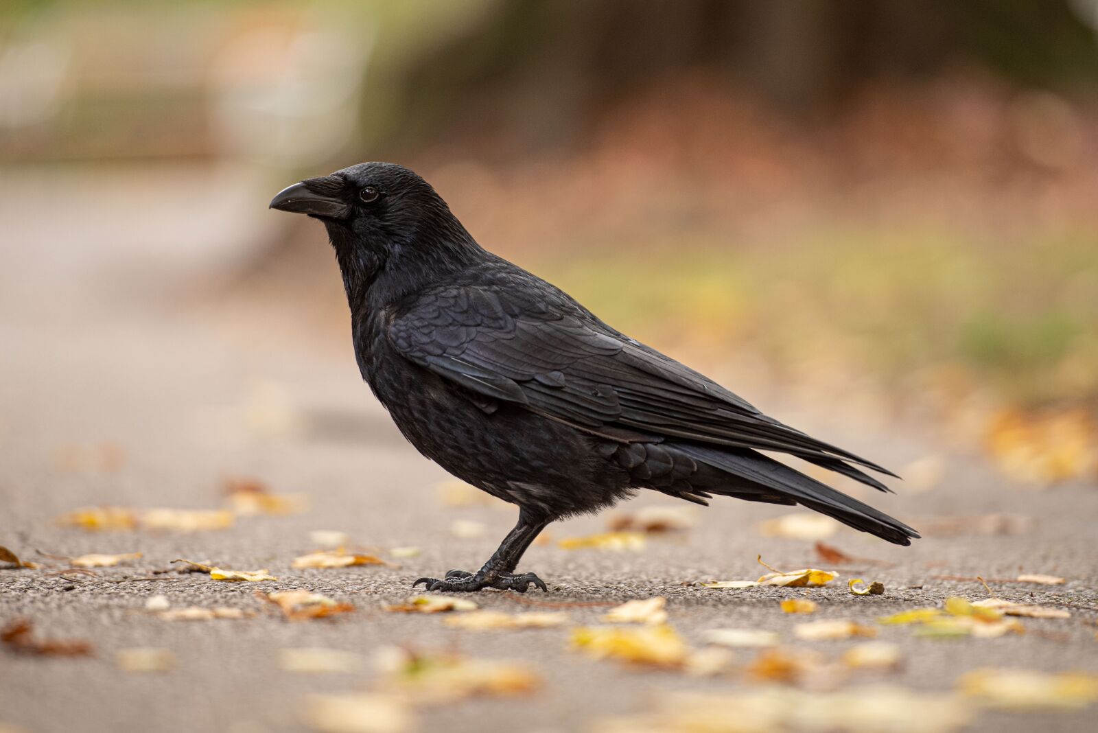 Nikon D750 sample photo. Crow, autumn, bird photography