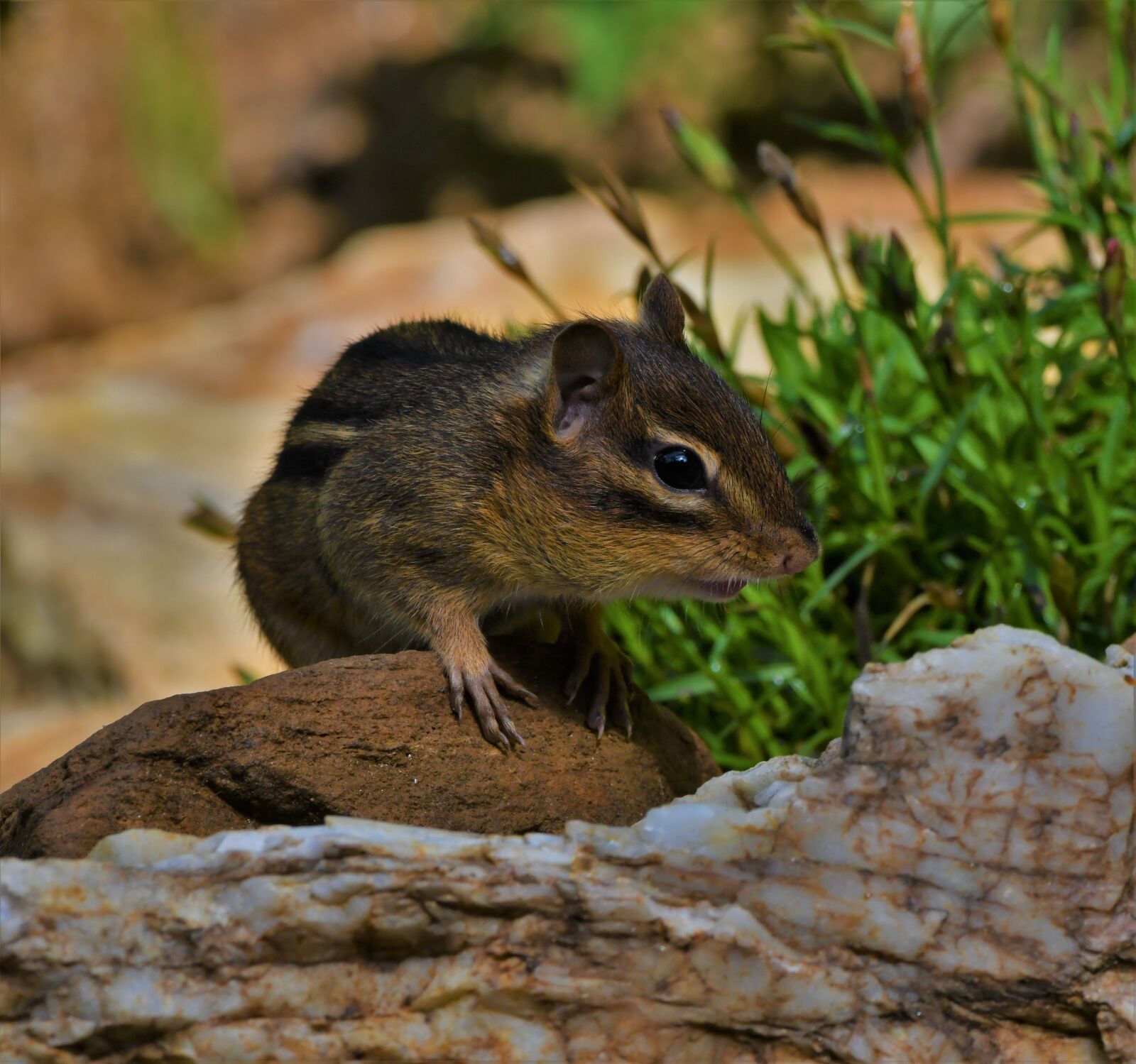 Nikon D850 sample photo. Chipmunk, rodent, squirrel photography