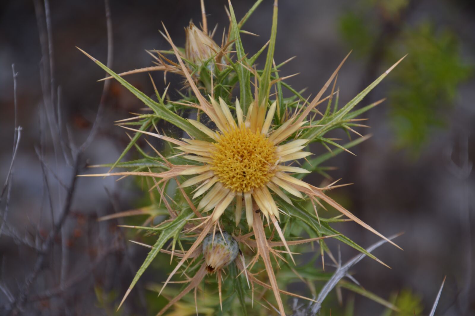 Nikon D5200 sample photo. Flower, wild, plant photography