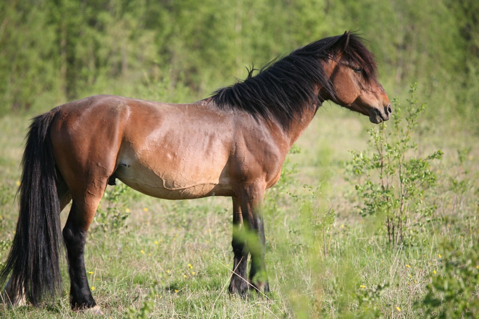 Canon EOS 5D sample photo. Horse, mare, stallion photography