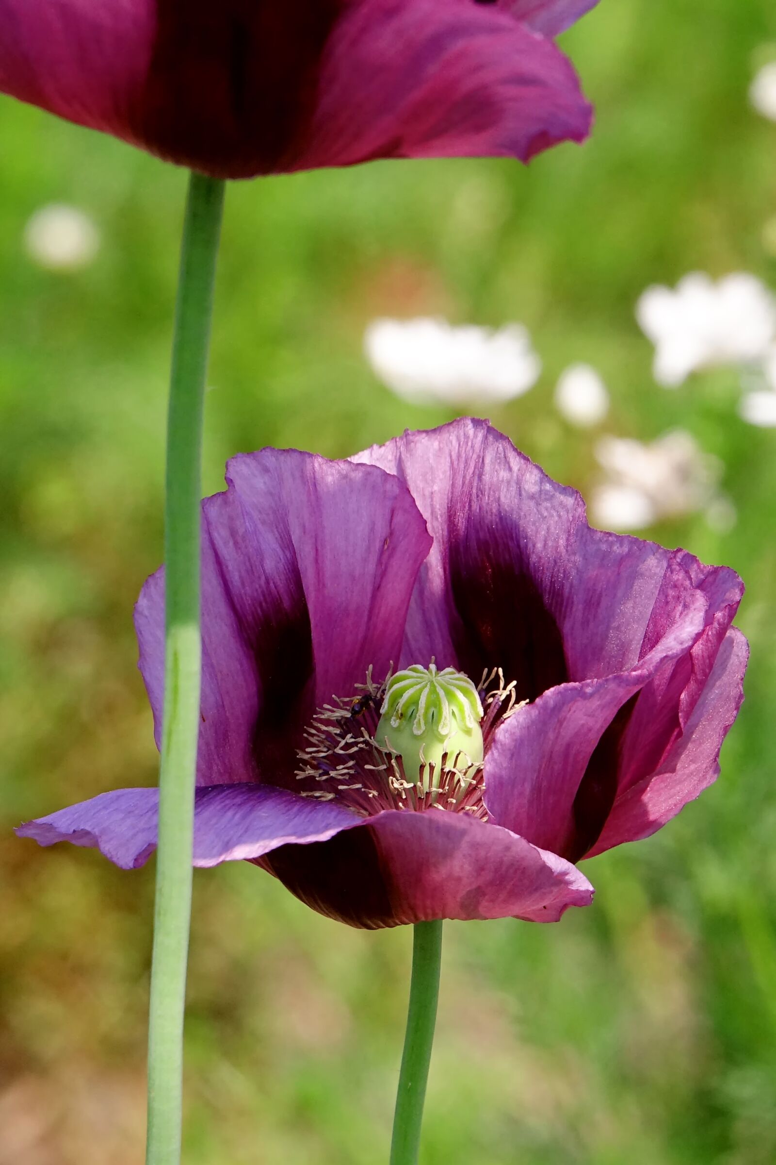 Sony Cyber-shot DSC-RX10 III sample photo. Flower, plant, nature photography