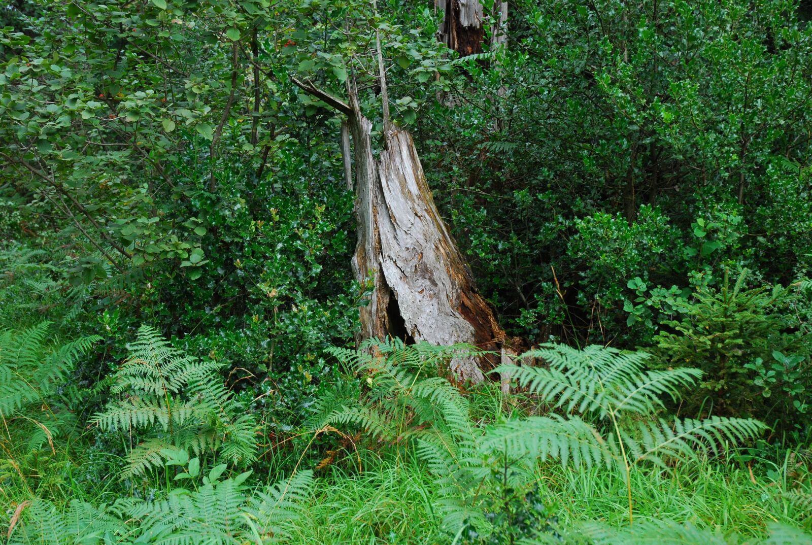 Nikon D80 sample photo. Wood, nature, leaf photography
