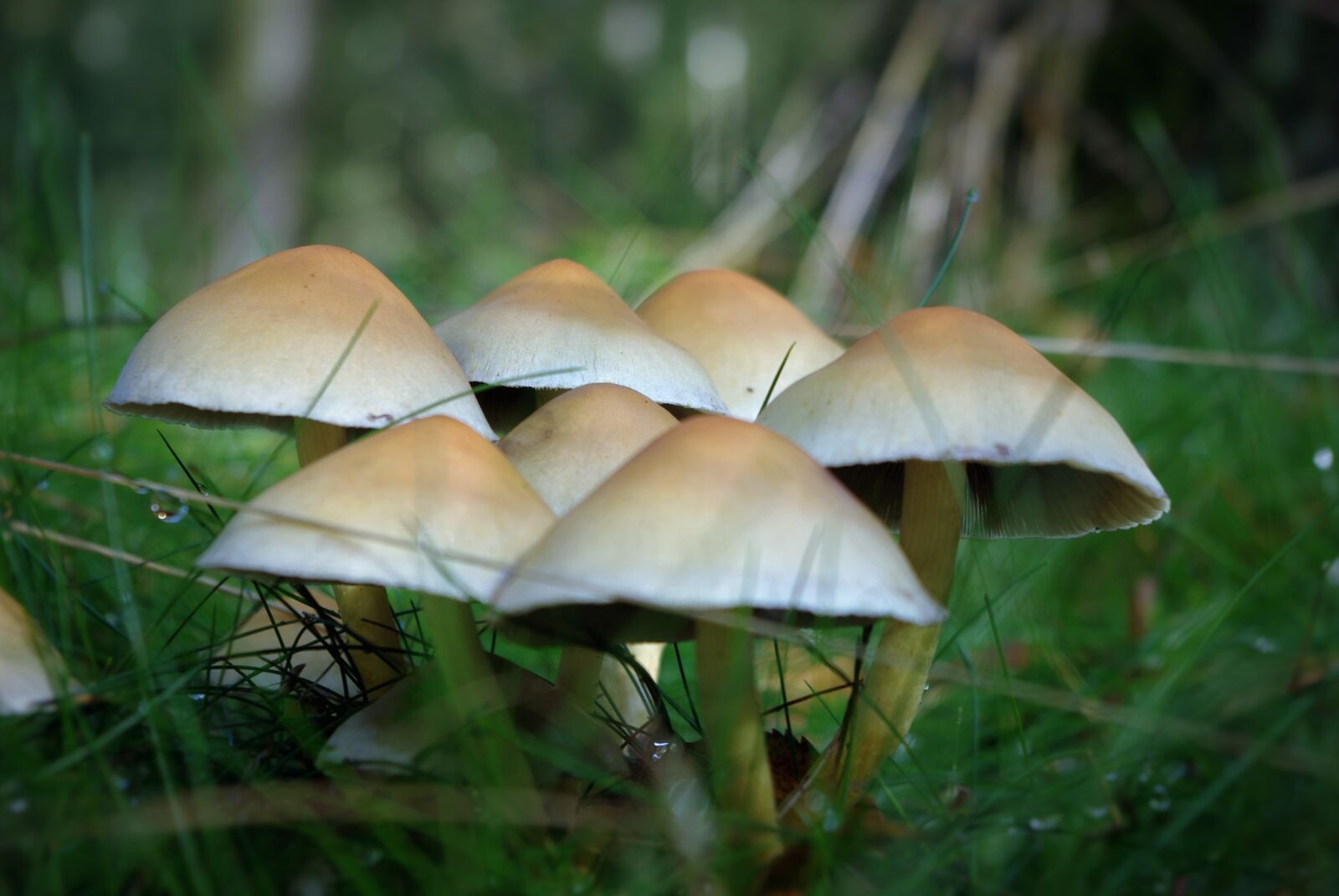 Pentax K-m (K2000) sample photo. Mushrooms, forest, edible photography